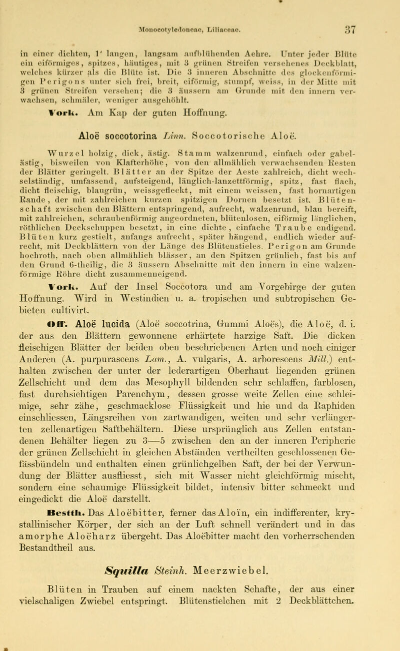 in einer dichten, r langen, langsam aufblühenden Aehre. Unter jeder Blüte ein eiförmiges, spitzes, häutiges, mit .'> grünen Streifen versehenes Deckblatt, welches kürzer als die Blüte ist. I>ic 8 inneren Abschnitte des glockenförmi- gen Perigons unter sich frei, breit, eiförmig, stumpf, weiss, in der Mitte mit .'{ grünen Streifen versehen; die •'* äussern am Grunde mit den innern ver- wachsen, schmäler, weniger ausgehöhlt. % oii.. Am Kap der guten EofEdung. Aloe soccotorina Linn. Soccotorische Aloe. Wurzel holzig, dick, ästig. Stamm walzenrund, einfach oder gabel- ästig, bisweilen von Klafterhölle, von den allmählich verwachsenden Resten der Blätter geringelt. Blätter an der Spitze der Aeste zahlreich, dicht, wech- selständig, umfassend, aufsteigend, länglich-lanzettförmig, spitz, fast Bach, dicht fleischig, blaugnin, weissgefleckt, mit einem weissen, fast hornartigen Kunde, der mit zahlreichen kurzen spitzigen Dornen besetzt ist. Blüten- schaft zwischen den Blättern entspringend, aufrecht, walzenrund, Idau bereift, mit zahlreichen, schraubenförmig angeordneten, blütenlosen, eiförmig länglichen, röthlichen Deckschuppen besetzt, in eine dichte, einfache Traube endigend. Blüten kurz gestielt, anfangs aufrecht, später hängend, endlich wieder auf- recht, mit Deckblättern von der Länge des Blütenstieles. Pcrigon am Grunde hochroth, nach oben allmählich blässer, an den Spitzen grünlich, fast bis auf den Grund 6-theilig, die H äussern Abschnitte mit den innern in eine walzen- förmige Röhre dicht zusammenneigend. York. Auf der Insel Soccotora und am Vorgebirge der guten Hoffnung. Wird in Westindien u. a. tropischen und subtropischen Ge- bieten eultivirt. €»IF. Aloe lucida (Aloe soecotrina, Gummi Aloes), die Aloe, d. i. der aus den Blättern gewonnene erhärtete harzige Saft. Die dicken fleischigen Blätter der beiden oben beschriebeneu Arten und noch einiger Anderen (A. purpurascens Lam., A. vulgaris, A. arborescens MM.) ent- halten zwischen der unter der lederartigen Oberhaut liegenden grünen Zellschicht und dem das Mesophyll bildenden sehr schlaffen, farblosen, fast durchsichtigen Parenchym, dessen grosse weite Zellen eine schlei- mige, sehr zähe, geschmacklose Flüssigkeit und hie und da Raphiden einschliessen, Längsreihen von zartwandigen, weiten und sehr verlänger- ten zellenartigen Saftbehältern. Diese ursprünglich aus Zellen entstan- denen Behälter liegen zu 3—5 zwischen den an der inneren Peripherie der grünen Zellschieht in gleichen Abständen vertheilten geschlossenen Ge- fässbündeln und enthalten einen grünlichgelben Saft, der bei der Verwun- dung der Blätter ausfliesst, sich mit Wasser nicht gleichförmig mischt, sondern eine schaumige Flüssigkeit bildet, intensiv bitter schmeckt und eingedickt die Aloe darstellt. Besttli. Das Aloebitter, ferner dasAloin, ein indifferenter, kry- stallinischer Körper, der sich an der Luft schnell verändert und in das amorphe Aloeharz übergeht. Das Aloebitter macht den vorherrschenden Bestandtheil aus. Squilla Steinh. Meerzwiebel. Blüten in Trauben auf einem nackten Schafte, der aus einer