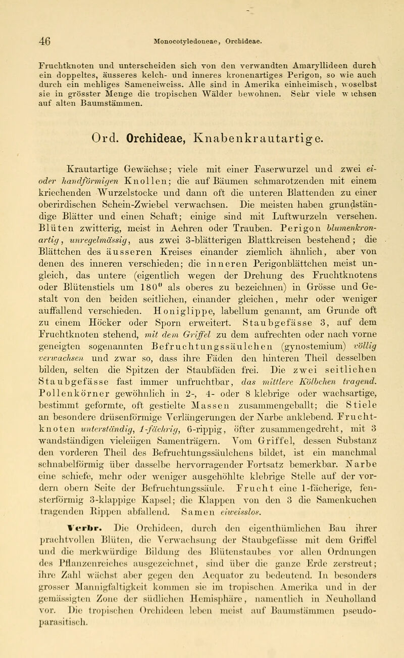 Fruchtknoten und unterscheiden sich von den verwandten Amaryllideen durch ein doppeltes, äusseres kelch- und inneres kronenartiges Perigon, so wie auch durch ein mehliges Sanieneiweiss. Alle sind in Amerika einheimisch, woselbst sie in grösster Menge die tropischen Wälder bewohnen. Sehr viele w ichsen auf alten Baumstämmen. Ord. Orchideae, Knabenkrautartige. Krautartige Gewächse; viele mit einer Faserwurzel und zwei ei- oder Tiandf&rmigen Knollen; die auf Bäumen schmarotzenden mit einem kriechenden Wurzelstocke und dann oft die unteren Blattenden zu einer oberirdischen Schein-Zwiebel verwachsen. Die meisten haben grundstän- dige Blätter und einen Schaft; einige sind mit Luftwurzeln versehen. Blüten zwitterig, meist in Aehren oder Trauben. Perigon blumenkron- artig, unregelmässig, aus zwei 3-blätterigen Blattkreisen bestehend; die Blättchen des äusseren Kreises einander ziemlich ähnlich, aber von denen des inneren verschieden; die inneren Perigonblättchen meist un- gleich, das untere (eigentlich wegen der Drehung des Fruchtknotens oder Blütenstiels um 180° als oberes zu bezeichnen) in Grösse und Ge- stalt von den beiden seitlichen, einander gleichen, mehr oder weniger auffallend verschieden. Honiglippe, labellum genannt, am Grunde oft zu einem Höcker oder Sporn erweitert. Staubgefässe 3, auf dem Fruchtknoten stehend, mit dem Griffel zu dem aufrechten oder nach vorne geneigten sogenannten Befruchtungs säulchen (gynostemium) völlig verwachsen und zwar so, dass ihre Fäden den hinteren Theil desselben bilden, selten die Spitzen der Staubfäden frei. Die zwei seitlichen Staubgefässe fast immer unfruchtbar, das mittlere Kölbch&n tragend. Pollenkörner gewöhnlich in 2-, 4- oder 8 klebrige oder wachsartige, bestimmt geformte, oft gestielte Massen zusammengeballt; die Stiele an besondere drüsenförmige Verlängerungen der Narbe anklebend. Frucht- knoten unterständig, 1-fächrig, 6-rippig, öfter zusammengedreht, mit 3 wandständigen vieleiigen Samenträgern. Vom Griffel, dessen Substanz den vorderen Theil des Befruchtungssäulchcns bildet, ist ein manchmal schnabelförmig über dasselbe hervorragender Fortsatz bemerkbar. Narbe eine schiefe, mehr oder weniger ausgehöhlte klebrige Stelle auf der vor- dem obern Seite der Befruchtungssäule. Frucht eine 1-fächerige, fen- sterförmig 3-klappige Kapsel; die Klappen von den 3 die Samenkuchen tragenden Kippen abfallend. Samen eiweisslos. Vcrbr. Die Orchideen, durch den eigentümlichen Bau ihrer prachtvollen Blüten, die Verwachsung der Staubgefässe mit dem Griffel und die merkwürdige Bildung des Blütenstaubes vor allen Ordnungen des Pflanzenreiches ausgezeichnet, sind über die ganze Erde zerstreut; ihre Zahl warbst aber gegen den Aeijnator zu bedeutend. In besonders grosser Mannigfaltigkeit kommen sie im tropischen Amerika und in der gemässigten Zone der südlichen Hemisphäre, namentlich in Neuholland \<n\ Die tropischen Orchideen Leben meisl auf Baumstämmen pseudo- parasitisch.