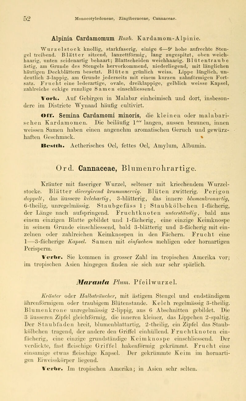 Alpinia Cardamomum Roxb. Kardamom-Alpinie. TVur z elstock knollig, starkfaserig, einige 6—9' hohe aufrechte Sten- gel treibend. Blätter sitzend, lanzettförmig, lang zugespitzt, oben weich- haarig, unten seidenartig behaart; Blattscheiden weichhaarig. Blütentraube ästig, am Grunde des Stengels hervorkommend, niederliegend, mit länglichen häutigen Deckblättern besetzt. Blüten grünlich weiss. Lippe länglich, un- deutlich 3-lappig, am Grunde jederseits mit einem kurzen zahnförmigen Fort- satz. Frucht eine lederartige, ovale, dreiklappige, gelblich weisse Kapsel, zahlreiche eckige runzlige Samen einschliessend. York. Auf Gebirgen in Malabar einheimisch und dort, insbeson- dere im Districte Wynaad häufig cultivirt. Off. Semina Cardamomi minoris, die kleinen oder malabari- schen Kardamomen. Die beiläufig V langen, aussen braunen, innen weissen Samen haben einen angenehm aromatischen Geruch und gewürz- haften Geschmack. Besttli. Aetherisches Oel, fettes Oel, Aniylum, Albumin. Ord. Cannaceae, Blumenrohr artige. Kräuter mit faseriger Wurzel, seltener mit kriechendem Wurzel- stocke. Blätter divergirend krummnervig. Blüten zwitterig. Perigon doppelt, das äussere kelchartig, 3-blätterig, das innere blumenkronartig, 6-theilig, unregelmässig. Staubgefäss 1; Staubkö'lbchen 1-fächerig, der Länge nach aufspringend. Fruchtknoten unterständig, bald aus einem einzigen Blatte gebildet und 1-fächerig, eine einzige Keimknospe in seinem Grunde einschliessend, bald 3-blätterig und 3-fächerig mit ein- zelnen oder zahlreichen Keimknospen in den Fächern. Frucht eine 1—3-fächerige Kapsel. Samen mit einfachem mehligen oder hornartigeu Perisperm. Verbr. Sie kommen in grosser Zahl im tropischen Amerika vor; im tropischen Asien hingegen finden sie sich nur sehr spärlich. Maranta Plum. Pfeilwurzel. Krauler oder TIalbsträuchcr, mit ästigem Stengel und endständigem ährenförmigem oder traubigem Blütenstande. Kelch regelmässig 3-theilig. Blumenkrone unregelmässig 2-lippig, aus 6 Abschnitten gebildet. Die 3 äusseren Zipfel gleichförmig, die inneren kleiner, das Lippchen 2-spaltig. Der Staubfaden breit, blumenblattartig, 2-theilig, ein Zipfel das Staub- kö'lbchen tragend, der andere den Griffel einhüllend. Fruchtknoten ein- facherig, eine einzige grundständige Keimknospe einschliessend. Der verdickte, las! fleischige Griffe] hakenförmig gekrümmt Frucht eine einsamige etwas fleischige Kapsel. Der gekrümmte Keim im hornarti- gen Eiweisskörper liegend. Verbr« Im tropischen Amerika; in Asien sehr seilen.