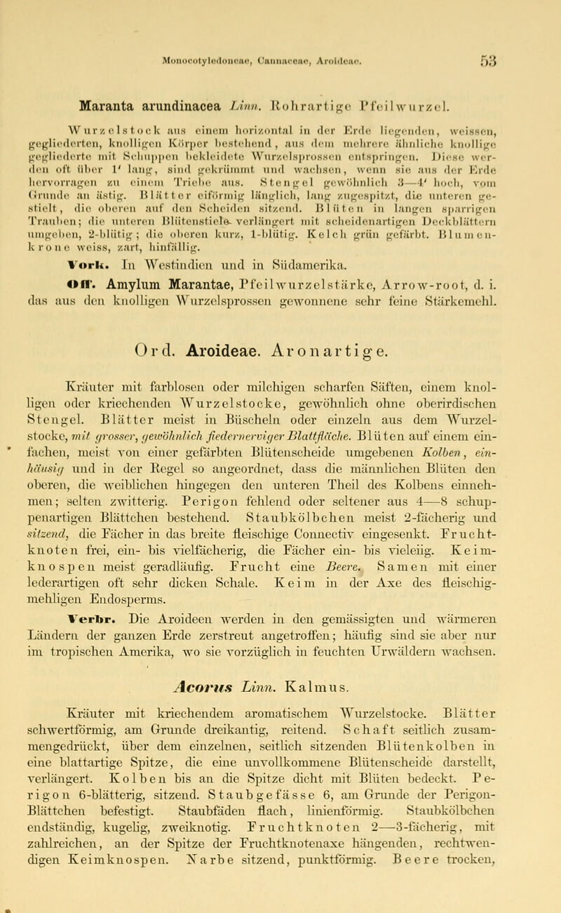 Maranta arundinacea Linn. Rohrartige Pfeilwurzel. Wurzelstock aus einem horizontal in der Brde liegenden, weissen, gegliederten, knolligen Körper bestehend , aus dem mehrere ähnliche knollige gegliederte mit Schuppen bekleidete Wurzelsprossen entspringen. Diese wer- den di't über i' lang, sind gekrümml und wachsen, wenn sie aus der Brde hervorragen zu einem Triebe aus. Stengel gewöhnlich •'< l' hoch, vom Grunde an ästig. Blätter eiförmig Länglich, lang zugespitzt, die unteren ge stielt, die oberen auf den Scheiden sitzend. Blüten in langen sparrigen Trauben; die unteren Blütenstiefo verlängert mit scheidenartigen Deckblättern ume-ehen, 2-hlütii;'; die olioren kurz, l-ldütie-. Kelch ^riin gefärbt. I> lu ine n- krone weiss, zart, hinfällig. Vork. In Westindien und in Südamerika. Off. Amylum Marantae, Pfeil wurzelstärke, Arrow-root, d. i. das ans den knolligen Wuxzelsprossen gewonnene sehr feine Stärkemehl O r d. Aroideae. A r o n a r t i g e. Kräuter mit farblosen oder milchigen scharfen Säften, einem knol- ligen oder kriechenden Wurzelstocke, gewöhnlich ohne oberirdischen Stengel. Blätter meist in Büscheln oder einzeln aus dem Wurzel- stocke, mit grosser, gewöhnlich fiedemervigerBlattfläche. Blüten auf einem ein- fachen, meist von einer gefärbten Blütenscheide umgebenen Kolben, ein- häusig und in der Kegel so angeordnet, dass die männlichen Blüten den oberen, die weiblichen hingegen den unteren Theil des Kolbens einneh- men; selten zwitterig. Perigon fehlend oder seltener aus 4—8 schup- penartigen Blättchen bestehend. Staubkölbchen meist 2-fächerig und sitzend, die Fächer in das breite fleischige Connectiv eingesenkt. Frucht- knoten frei, ein- bis vielfächerig, die Fächer ein- bis vieleiig. Keim- knospen meist geradläufig. Frucht eine Beere. Samen mit einer lederartigen oft sehr dicken Schale. Keim in der Axe des fleischig- mehligen Endosperms. Verbr. Die Aroideen werden in den gemässigten und wärmeren Ländern der ganzen Erde zerstreut angetroffen; häufig sind sie aber nur im tropischen Amerika, wo sie vorzüglich in feuchten Urwäldern wachsen. Acorus Linn. Kalmus. Kräuter mit kriechendem aromatischem Wurzelstocke. Blätter schwertförmig, am Grunde dreikantig, reitend. Schaft seitlich zusam- mengedrückt, über dem einzelnen, seitlich sitzenden Blütenkolben in eine blattartige Spitze, die eine unvollkommene Blütenscheide darstellt, verlängert. Kolben bis an die Spitze dicht mit Blüten bedeckt. P e- rigon 6-blätterig, sitzend. Staubge fasse 6, am Grunde der Perigon- Blättchen befestigt. Staubfäden flach, linienförmig. Staubkölbchen endständig, kugelig, zweiknotig. Fruchtknoten 2—3-fächerig, mit zahlreichen, an der Spitze der Fruchtknotenaxe hängenden, rechtwen- digen Keimknospen. Narbe sitzend, punktförmig. Beere trocken.