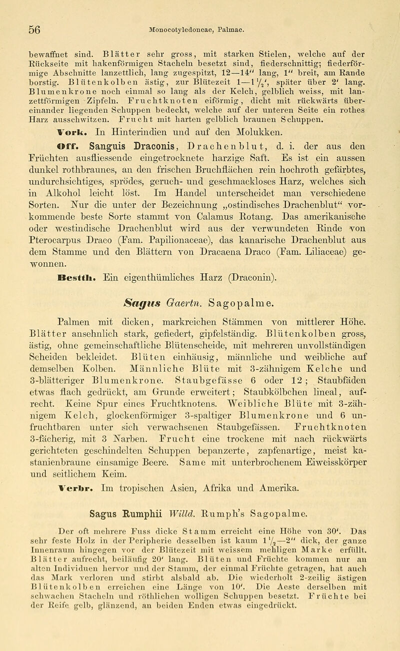 bewaffnet sind. Blätter sehr gross, mit starken Stielen, welche auf der Kückseite mit hakenförmigen Stacheln besetzt sind, fiederschnittig; fiederför- mige Abschnitte lanzettlich, lang zugespitzt, 12—14 lang, 1 breit, am Rande borstig. Blutenkolben ästig, zur Blütezeit 1—1 '/2', später über 2' lang. Blumenkrone noch einmal so lang als der Kelch, gelblich weiss, mit lan- zettförmigen Zipfeln. Fruchtknoten eiförmig, dicht mit rückwärts über- einander liegenden Schuppen bedeckt, welche auf der unteren Seite ein rothes Harz ausschwitzen. Frucht mit harten gelblich braunen Schuppen. Vork. In Hinterindien und auf den Molukken. Off. Sanguis Draconis, Drachenblut, d. i. der aus den Fruchten ausfliessende eingetrocknete harzige Saft. Es ist ein aussen dunkel rothbraunes, an den frischen Bruchflächen rein hochroth gefärbtes, undurchsichtiges, sprödes, geruch- und geschmackloses Harz, welches sich in Alkohol leicht löst. Im Handel unterscheidet man verschiedene Sorten. Nur die unter der Bezeichnung „ostindisches Drachenblut vor- kommende beste Sorte stammt von Calamus Kotang. Das amerikanische oder westindische Drachenblut wird aus der verwundeten Binde von Pterocarpus Draco (Farn. Papilionaceae), das kanarische Drachenblut aus dem Stamme und den Blättern von Dracaena Draco (Farn. Liliaceae) ge- wonnen. Besttlt. Ein eigenthümliches Harz (Draconin). Sagus Gaertn. Sagopalme. Palmen mit dicken, markreichen Stämmen von mittlerer Höhe. Blätter ansehnlich stark, gefiedert, gipfelständig. Blütenkolben gross, ästig, ohne gemeinschaftliche Blütenscheide, mit mehreren unvollständigen Scheiden bekleidet. Blüten einhäusig, männliche und weibliche auf demselben Kolben. Männliche Blüte mit 3-zähnigeni Kelche und 3-blätteriger Blumenkrone. Staubgefässe 6 oder 12 ; Staubfäden etwas flach gedrückt, am Grunde erweitert; Staubkölbchen lineal, auf- recht. Keine Spur eines Fruchtknotens. Weibliche Blüte mit 3-zäh- nigem Kelch, glockenförmiger 3-spaltiger Blumenkrone und 6 un- fruchtbaren unter sich verwachsenen Staubgefässen. Fruchtknoten 3-fächerig, mit 3 Karben. Frucht eine trockene mit nach rückwärts gerichteten geschindelten Schuppen bepanzerte, zapfenartige, meist ka- stanienbraune einsamige Beere. Same mit unterbrochenem Eiweisskörper und seitlichem Keim. Verbr. Im tropischen Asien, Afrika und Amerika. Sagus Rumphii Willd. Bumph's Sagopalme. Der oft mehrere Fuss dicke Stamm erreicht eine Höhe von 30'. Das sehr feste Holz in der Peripherie desselben ist kaum 1'/s—2 dick, der ganze Innenraum hingegen vor der Blütezeit mit weissem mehligen Marke erfüllt. Blätter aufrecht, beiläufig 20' lang. Blüten und Früchte kommen nur an alten Individuen hervor und der Stamm, der einmal Früchte getragen, hat auch das Mark verloren und stirbt alsbald ab. Die wiederholt 2-zeilig ästigen Blutenkolben erreichen eine Länge von 10'. Die Aeste derselben mit schwachen Stacheln und röthlichen wolligen Schuppen besetzt. Früchte bei der Keife gelb, glänzend, an beiden Enden etwas eingedrückt.