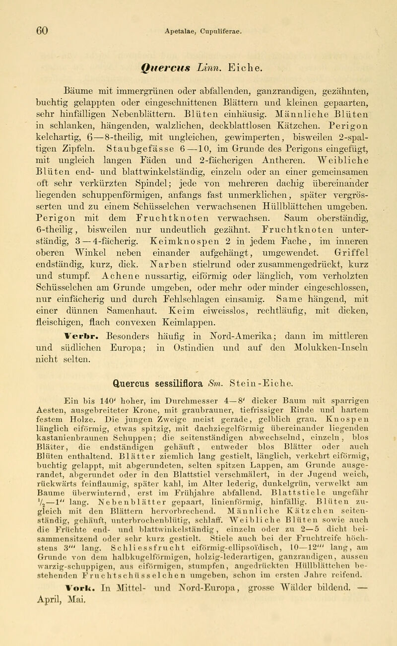 Quercus Lmn. Eiche. Bäume mit immergrünen oder abfallenden, ganzrandigen, gezähnten, buchtig gelappten oder eingeschnittenen Blättern und kleinen gepaarten, sehr lihifälligen Nebenblättern. Blüten einhäusig. Männliche Blüten in schlanken, hängenden, walzlichen, deckblattlosen Kätzchen. Perigon kelchartig, 6—8-theilig, mit ungleichen, gewimperten, bisweilen 2-spal- tigen Zipfeln. Staubgefasse 6—-10, im Grunde des Perigons eingefügt, mit ungleich langen Fäden und 2-fächerigen Antheren. Weibliche Blüten end- und blattwinkelständig, einzeln oder an einer gemeinsamen oft sehr verkürzten Spindel; jede von mehreren dachig übereinander liegenden schuppenfdrmigen, anfangs fast unmerklichen, später vergrö's- serten und zu einem Schüsselchen verwachsenen Hüllblättchen umgeben. Perigon mit dem Fruchtknoten verwachsen. Saum oberständig, 6-theilig, bisweilen nur undeutlich gezähnt, Fruchtknoten unter- ständig, 3 — 4-fächerig. Keimknospen 2 in jedem Fache, im inneren oberen Winkel neben einander aufgehängt, umgewendet. Griffel endständig, kurz, dick. Narben stielrund oder zusammengedrückt, kurz und stumpf. Achene nussartig, eiförmig oder länglich, vom verholzten Schüsselchen am Grunde umgeben, oder mehr oder minder eingeschlossen, nur einfächerig und durch Fehlschlagen einsamig. Same hängend, mit einer dünnen Samenhaut. Keim eiweisslos, rechtläufig, mit dicken, fleischigen, flach convexen Keimlappen. Verfor. Besonders häufig in Nord-Amerika; dann im mittleren und südlichen Europa; in Ostindien und auf den Molukken-Inscln nicht selten. Quercus sessiliflora Sm. Stein-Eiche. Ein bis 140' hoher, im Durchmesser 4—8' dicker Baum mit sparrigen Aesten, ausgebreiteter Krone, mit graubrauner, tiefrissiger Kinde und hartem festem Holze. Die jungen Zweige meist gerade, gelblich grau. Knospen länglich eiförmig, etwas spitzig, mit dachziegelförmig übereinander liegenden kastanienbraunen Schuppen; die seitenständigen abwechselnd, einzeln, blos Blätter, die endständigen gehäuft, entweder blos Blätter oder auch Blüten enthaltend. Blätter ziemlich lang gestielt, länglich, verkehrt eiförmig, buchtig gelappt, mit abgerundeten, selten spitzen Lappen, am Grunde ausge- randet, abgerundet oder in den Blattstiel verschmälert, in der Jugend weich, rückwärts feinflaumig, später kahl, im Alter lederig, dunkelgrün, verwelkt am Baume überwinternd, erst im Frühjahre abfallend. Blattstiele ungefähr Vj — 1 lang. Nebenblätter gepaart, linienförmig, hinfällig. Blüten zu- gleich mit den Blättern hervorbrechend. Männliche Kätzchen seiten- ständig, gehäuft, unterbrochenblütig, schlaff. Weibliche Blüten sowie auch die Früchte end- und blattwinkelständig, einzeln oder zu 2—5 dicht bei- sammensitzend oder sehr kurz gestielt. Stiele auch bei der Fruchtreife höch- stens 3' lang. Schli essfrucht eifürmig-elHpso'idisch, 10—12' lang, am Grunde von dem halbkugelförmigen, holzig-lederartigen, ganzrandigen, aussen warzig-schuppigen, aus eiförmigen, stampfen, angedrückten Büllblättchen be- stehenden Fruchtschüs8eichen umgeben, schon im ersten Jahre reifend. Vorh. In Mittel- und Nord-Europa, grosse Wälder bildend. — April, Mai.
