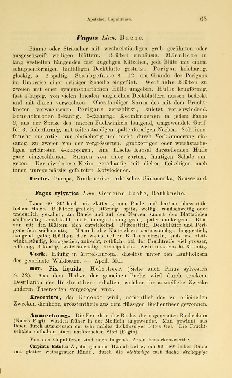 l'mjus Linn. Buche. Bäume oder Sträucher mil weohselständigen grob gezähnten oder ausgesehweil't welligen blättern. Hinten einhäusig. Männliche in Lang gestielten hängenden fast kugeligen Kätzchen, jede Blüte mil einem schuppenfÖrmigen hinfälligen Deckblatte gestützt Perigon kelchartig, glockig, 5—6-spaltig. Staubgefässe 8—12, am Grunde des Perigons im Umkreise einer drüsigen Scheibe eingefügt. Weibliche Blüten zu zweien mit einer gemeinsehaflliehen Hülle umgeben. Hülle krugförmig, last 4-lappig, von vielen linealen ungleichen Deckblättern aussen bedeckt und mit diesen verwachsen. Oberständiger Saum des mit dem Frucht- knoten verwachsenen Perigons zerschlitzt, zuletzt verschwindend. Fruchtknoten 3-kantig, 3-fächerig; Keimknospen in jedem Fache 2, aus der Spitze des inneren Fachwinkels hängend, umgewendet. Grif- fel 3, fadenförmig, mit seitenständigen spaltenfö'rmigcn Narben. Schliess- frucht nussartig, nur einfächerig und meist durch Verkümmerung ein- samig, zu zweien von der vergrößerten, grobzottigen oder weichstache- ligen erhärteten 4-klappigen, eine falsche Kapsel darstellenden Hülle ganz eingeschlossen. Samen von einer zarten, häutigen Schale um- geben. Der eiweisslose Keim geradläufig mit dicken fleischigen nach innen unregelmässig gefalteten Kotyledonen. ¥erbr. Europa, Nordamerika, arktisches Südamerika, Neuseeland. Fagus sylvatica Linn. Gemeine Buche, Rothbuche. Baum 60—80' hoch mit glatter grauer Rinde und hartem blass röth- lichem Holze. Blätter gestielt, eiförmig, spitz, wellig, randschweifig oder undeutlich gezähnt, am Rande und auf den Nerven sammt den Blattstielen seidenzottig, sonst kahl, im Frühlinge freudig grün, später dunkelgrün. Blü- ten mit den Blättern sich entwickelnd. Blütenstiele, Deckblätter und Peri- gone fein seidenzottig. Männliche Kätzchen seitenständig, langgestielt, hängend, gelb; Hüllen der weiblichen Blüten einzeln, end- und blatt- winkelständig, kurzgestielt, aufrecht, röthlich ; bei der Fruchtreife viel grösser, eiförmig, 4-kantig, weichstachelig, braungefärbt. S chliessfrucht 3-kantig. Vork. Häufig in Mittel-Europa, daselbst unter den Laubhölzern der gemeinste Waldbaum. — April, Mai. Off. Pix liquida, Holztheer. (Siehe auch Pinus sylvestris S. 22). Aus dem Holze der gemeinen Buche wird durch trockene Destillation der Buchentheer erhalten, welcher für arzneiliche Zwecke anderen Theersorten vorgezogen wird. Kreosotum, das Kreosot wird, namentlich das zu ofncinellen Zwecken dienliche, grösstenteils aus dem flüssigen Buchentheer gewonnen. Anmerkung. Die Früchte der Buche, die sogenannten Bucheckern (Nuces Fagi), wurden früher in der Medicin angewendet. Man gewinnt aus ihnen durch Auspressen ein sehr mildes dickflüssiges fettes Oel. Die Frucht- schalen enthalten einen narkotischen Stoff (Fagin). Von den Cupuliferen sind noch folgende Arten bemerkenswerth : Carpinus Betulus L, die gemeine Hainbuche, ein 60—80' hoher Baum mit glatter weissgrauer Rinde , durch die blattartige fast flache dreilappige