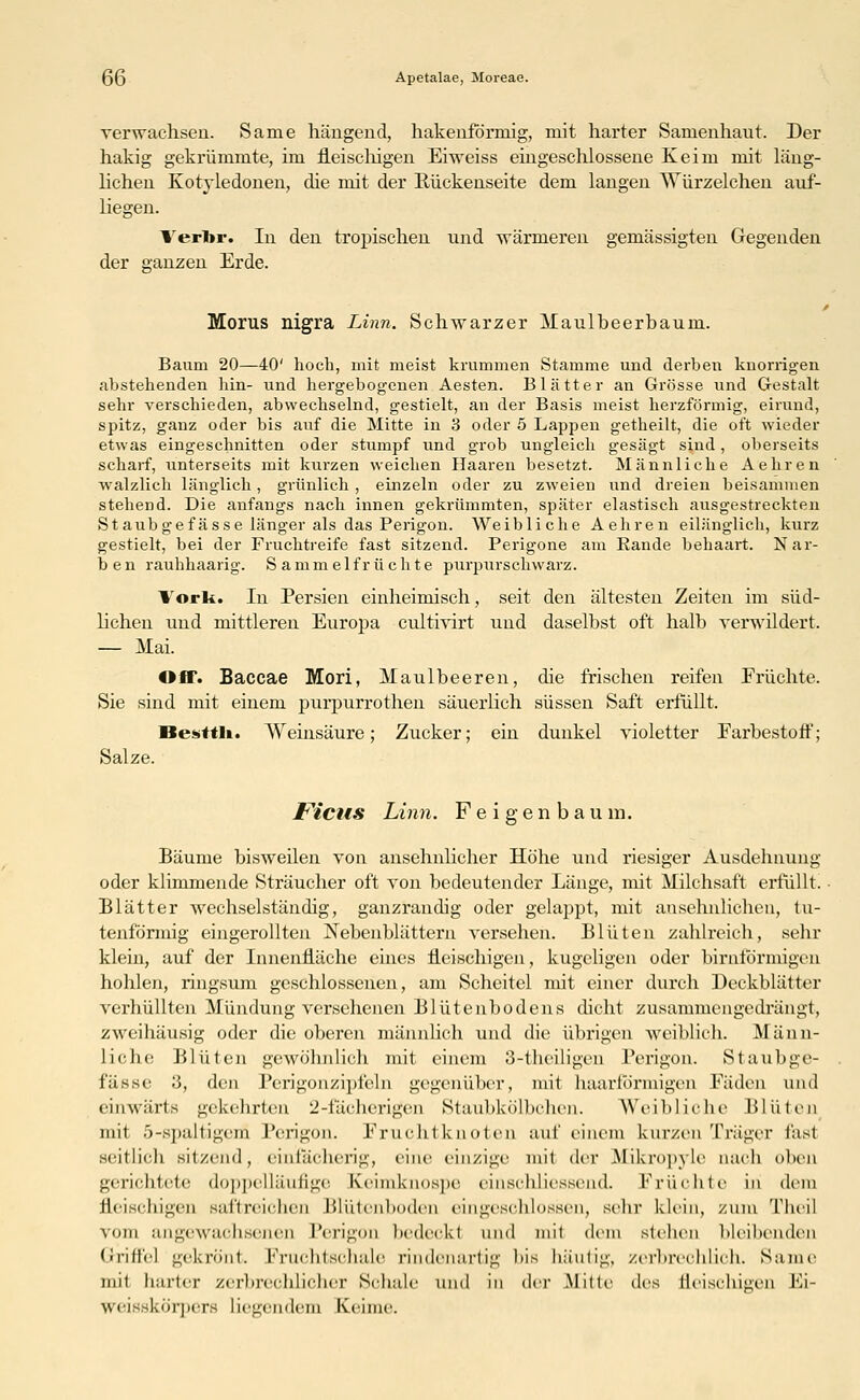 (3(3 Apetalae, Moreae. verwachsen. Same hängend, hakenförmig, mit harter Samenhaut. Der hakig gekrümmte, im fleischigen Eiweiss eingeschlossene Keim mit läng- lichen Kotyledonen, die mit der Puickenseite dem langen Würzelchen auf- liegen. ¥erbr. In den tropischen und wärmeren gemässigten Gegenden der ganzen Erde. Morus nigra Linn. Schwarzer Maulbeerbaum. Baum 20—40' hoch, mit meist krummen Stamme und derben knorrigen abstehenden hin- und hergebogenen Aesten. Blätter an Grösse und Gestalt sehr verschieden, abwechselnd, gestielt, an der Basis meist herzförmig, eirund, spitz, ganz oder bis auf die Mitte in 3 oder 5 Lappen getheilt, die oft wieder etwas eingeschnitten oder stumpf und grob ungleich gesägt sind, oberseits scharf, unterseits mit kurzen weichen Haaren besetzt. Männliche Aehren walzlich länglich, grünlich , einzeln oder zu zweien und dreien beisammen stehend. Die anfangs nach innen gekrümmten, später elastisch ausgestreckten Staubgefasse länger als das Perigon. Weibliche Aehren eilänglich, kurz gestielt, bei der Fruchtreife fast sitzend. Perigone am Rande behaart. Nar- ben rauhhaarig. Sammelfrüchte purpurschwarz. York. In Persien einheimisch, seit den ältesten Zeiten im süd- lichen und mittleren Europa cultivirt und daselbst oft halb verwildert. — Mai. Off. Baccae Mori, Maulbeeren, die frischen reifen Früchte. Sie sind mit einem purpurrothen säuerlich süssen Saft erfüllt. Besttli. Weinsäure; Zucker; ein dunkel violetter Farbestoif; Salze. JFicus Linn. Feigenbaum. Bäume bisweilen von ansehnlicher Höhe und riesiger Ausdehnung oder klimmende Sträucher oft von bedeutender Länge, mit Milchsaft erfüllt. Blätter wechselständig, ganzrandig oder gelappt, mit ansehnlichen, tu- tenförmig eingerollten Nebenblättern versehen. Blüten zahlreich, sehr klein, auf der Innenfläche eines fleischigen, kugeligen oder birnfÖrmigen hohlen, ringsum geschlossenen, am Scheitel mit einer durch Deckblätter verhüllten Mündung versehenen Blütenbodens dicht zusammengedrängt, zweihäusig oder die oberen männlich und die übrigen weiblich. Männ- liche Blüten gewöhnlich mit einem 3-theiligen Perigon. Staubge- fässe 3, den Perigonzipfeln gegenüber, mit haarförmigen Fäden und einwärts gekehrten 2 -fächerigen Staubkölbchen. Weibliche Blüten mit 5-spaltigem Perigon. Fruchtknoten auf einem kurzen Träger last seitlich sitzend, einfächerig, eine ein/ige mit der Mikropyle naeh oben gerichtete doppelläufige Keimknospe einschlicssend. Früchte in dem fleischigen saftreichen Blütenboden eingeschlossen, sein- klein, zum Theil vom angewachsenen Perigon bedeckl und mit dem stellen bleibenden Griffe] gekrönt. Fruchtschale rindenartig bis häutig, zerbrechlich. Same mit harter zerbrechlicher Schale und in <Ut Mitte des fleischigen Ei- Weisskörperfl liegendem Keime.