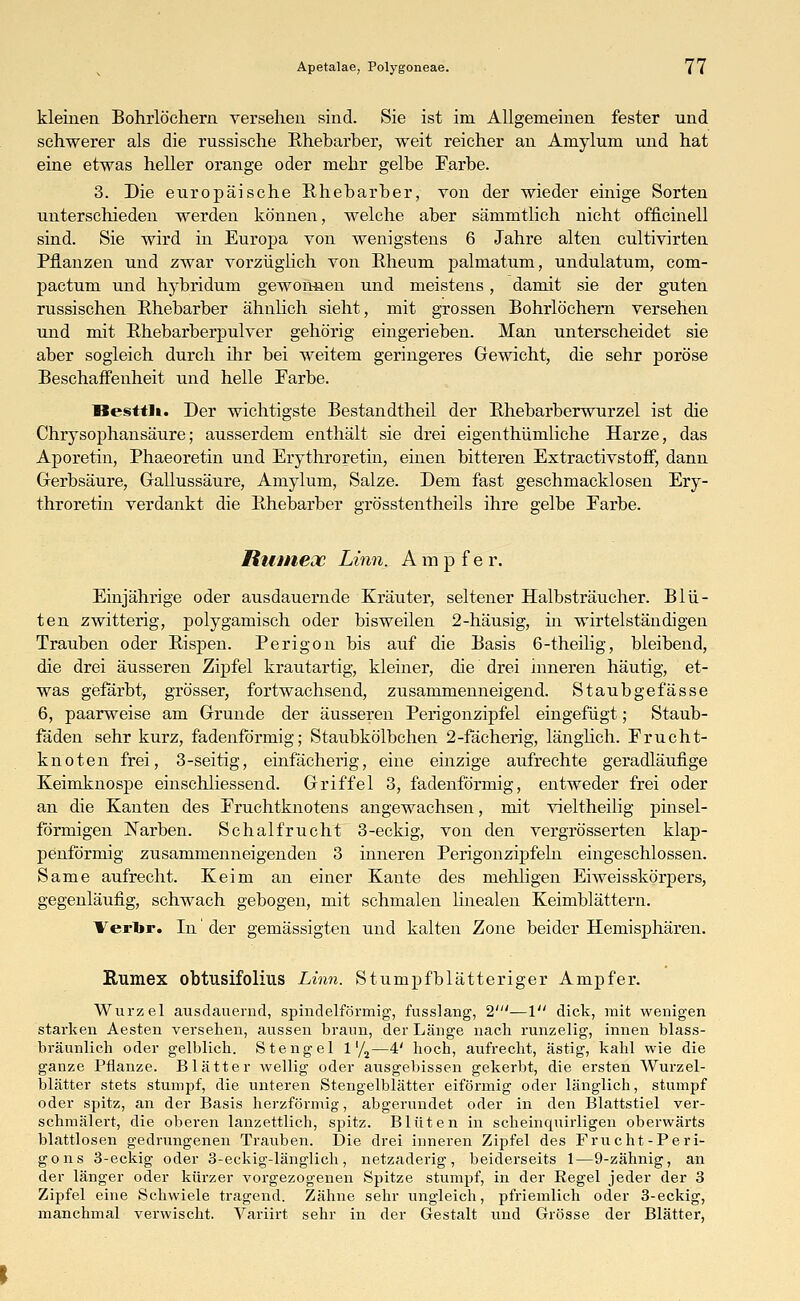 kleinen Bohrlöchern versehen sind. Sie ist im Allgemeinen fester und schwerer als die russische Rhebarber, weit reicher an Amylum und hat eine etwas heller orange oder mehr gelbe Farbe. 3. Die europäische Rhebarber, von der wieder einige Sorten unterschieden werden können, welche aber sämmtlich nicht officinell sind. Sie wird in Europa von wenigstens 6 Jahre alten cultivirten Pflanzen und zwar vorzüglich von Rheum palmatum, undulatum, com- pactum und hybridum gewonnen und meistens, damit sie der guten russischen Rhebarber ähnlich sieht, mit grossen Bohrlöchern versehen und mit Rhebarberpulver gehörig eingerieben. Man unterscheidet sie aber sogleich durch ihr bei weitem geringeres Gewicht, die sehr poröse Beschaffenheit und helle Farbe. Besttli. Der wichtigste Bestandtheil der Rhebarberwurzel ist die Chrysophansäure; ausserdem enthält sie drei eigenthümliche Harze, das Aporetin, Phaeoretin und Erythroretin, einen bitteren Extractivstoff, dann Gerbsäure, Gallussäure, Amylum, Salze. Dem fast geschmacklosen Ery- throretin verdankt die Rhebarber grösstentheils ihre gelbe Earbe. Rumex Linn. Ampfer. Einjährige oder ausdauernde Kräuter, seltener Halbsträucher. Blü- ten zwitterig, polygamisch oder bisweilen 2-häusig, in wirtelständigen Trauben oder Rispen. Perigon bis auf die Basis 6-theilig, bleibend, die drei äusseren Zipfel krautartig, kleiner, die drei inneren häutig, et- was gefärbt, grösser, fortwachsend, zusammenneigend. Staubgefässe 6, paarweise am Grunde der äusseren Perigonzipfel eingefügt; Staub- fäden sehr kurz, fadenförmig; Staubkörbchen 2-fächerig, länglich. Frucht- knoten frei, 3-seitig, einfächerig, eine einzige aufrechte geradläufige Keimknospe einschliessend. Griffel 3, fadenförmig, entweder frei oder an die Kanten des Fruchtknotens angewachsen, mit vieltheilig pinsel- förmigen Narben. Schalfrucht 3-eckig, von den vergrösserten klap- penförmig zusammenneigenden 3 inneren Perigonzipfein eingeschlossen. Same aufrecht. Keim an einer Kante des mehligen Eiweisskörpers, gegenläufig, schwach gebogen, mit schmalen linealen Keimblättern. Verbr. In' der gemässigten und kalten Zone beider Hemisphären. Rumex obtusifolius Linn. Stumpfblätteriger Ampfer. Wurzel ausdauernd, spindelförmig, fusslang, 2'—1 dick, mit wenigen starken Aesten versehen, aussen braun, der Länge nach runzelig, innen blass- bräunlich oder gelblich. Stengel 1'/2—4' hoch, aufrecht, ästig, kahl wie die ganze Pflanze. Blätter wellig oder ausgebissen gekerbt, die ersten Wurzel- blätter stets stumpf, die unteren Stengelblätter eiförmig oder länglich, stumpf oder spitz, an der Basis herzförmig, abgerundet oder in den Blattstiel ver- schmälert, die oberen lanzettlich, spitz. Blüten in scheinquirligen oberwärts blattlosen gedrungenen Trauben. Die drei inneren Zipfel des Frucht-Peri- gons 3-eckig oder 3-eckig-länglich , netzaderig , beiderseits 1—9-zähnig, an der länger oder kürzer vorgezogenen Spitze stumpf, in der Regel jeder der 3 Zipfel eine Schwiele tragend. Zähne sehr ungleich, pfriemlich oder 3-eckig, manchmal verwischt. Variirt sehr in der Gestalt und Grösse der Blätter,