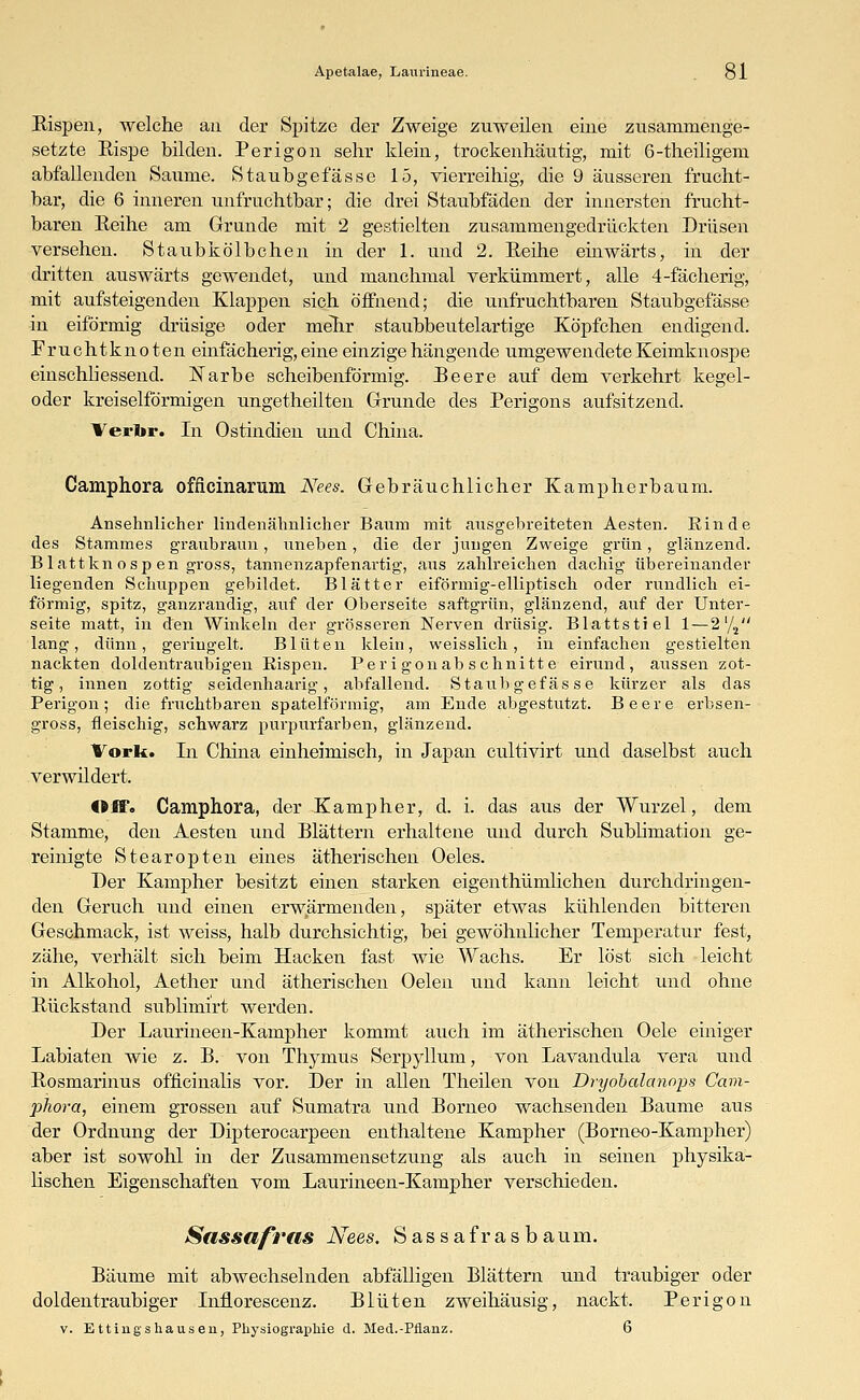 Rispen, welche an der Spitze der Zweige zuweilen eine zusammenge- setzte Rispe bilden. Perigon sehr klein, trockenhäutig, mit 6-theiligem abfallenden Saume. Staubgefässe 15, vierreihig, die 9 äusseren frucht- bar, die 6 inneren unfruchtbar; die drei Staubfäden der innersten frucht- baren Reihe am Grunde mit 2 gestielten zusammengedrückten Drüsen versehen. Staubkölbchen in der 1. und 2. Reihe einwärts, in der dritten auswärts gewendet, und manchmal verkümmert, alle 4-fächerig, mit aufsteigenden Klappen sich öffnend; die unfruchtbaren Staubgefässe in eiförmig drüsige oder mehr staubbeutelartige Köpfchen endigend. Fruchtknoten einfächerig, eine einzige hängende umgewendete Keimknospe einschli essend. Narbe scheibenförmig. Beere auf dem verkehrt kegel- oder kreiseiförmigen ungetheilten Grunde des Perigons aufsitzend. Verbr. In Ostindien und China. Camphora ofncinarum Nees. Gebräuchlicher Kamp herbaum. Ansehnlicher lindenälmlicher Baum mit ausgebreiteten Aesten. Rinde des Stammes graubraun, uneben, die der jungen Zweige grün, glänzend. Blattkn osp en gross, tannenzapfenartig, aus zahlreichen dachig übereinander liegenden Schuppen gebildet. Blätter eiförmig-elliptisch oder rundlich ei- förmig, spitz, ganzrandig, auf der Oberseite saftgrün, glänzend, auf der Unter- seite matt, in den Winkeln der grösseren Nerven drüsig. Blattstiel 1 — 2'/2 lang, dünn, geringelt. Blüten klein, weisslich, in einfachen gestielten nackten doldentraubigen Eispen. Per i gonab schnitt e eirand , aussen zot- tig, innen zottig seidenhaarig, abfallend. Staubgefässe kürzer als das Perigon; die fruchtbaren spateiförmig, am Ende abgestutzt. Beere erbsen- gross, fleischig, schwarz purpurfarben, glänzend. Vork. In China einheimisch, in Japan cultivirt und daselbst auch verwildert. Off« Camphora, der Kampher, d. i. das aus der Wurzel, dem Stamme, den Aesten und Blättern erhaltene und durch Sublimation ge- reinigte Stearopten eines ätherischen Oeles. Der Kampher besitzt einen starken eigeiithüinlichen durchdringen- den Geruch und einen erwärmenden, später etwas kühlenden bitteren Geschmack, ist weiss, halb durchsichtig, bei gewöhnlicher Temperatur fest, zähe, verhält sich beim Hacken fast wie Wachs. Er löst sich leicht in Alkohol, Aether und ätherischen Oelen und kann leicht und ohne Rückstand sublimirt werden. Der Laurineen-Kampher kommt auch im ätherischen Oele einiger Labiaten wie z. B. von Thymus Serpyllum, von Lavandula vera und Rosmarinus ofneinalis vor. Der in allen Theilen von Dryobalanops Cam- phora, einem grossen auf Sumatra und Borneo wachsenden Baume aus der Ordnung der Dipterocarpeen enthaltene Kampher (Borneo-Kampher) aber ist sowohl in der Zusammensetzung als auch in seinen physika- lischen Eigenschaften vom Laurineen-Kampher verschieden. Sassafras Nees, Sassafrasbaum. Bäume mit abwechselnden abfälligen Blättern und traubiger oder doldentraubiger Inflorescenz. Blüten zweihäusig, nackt. Perigon v. E ttingshausen, Physiographie d. Med.-Pflanz. 6