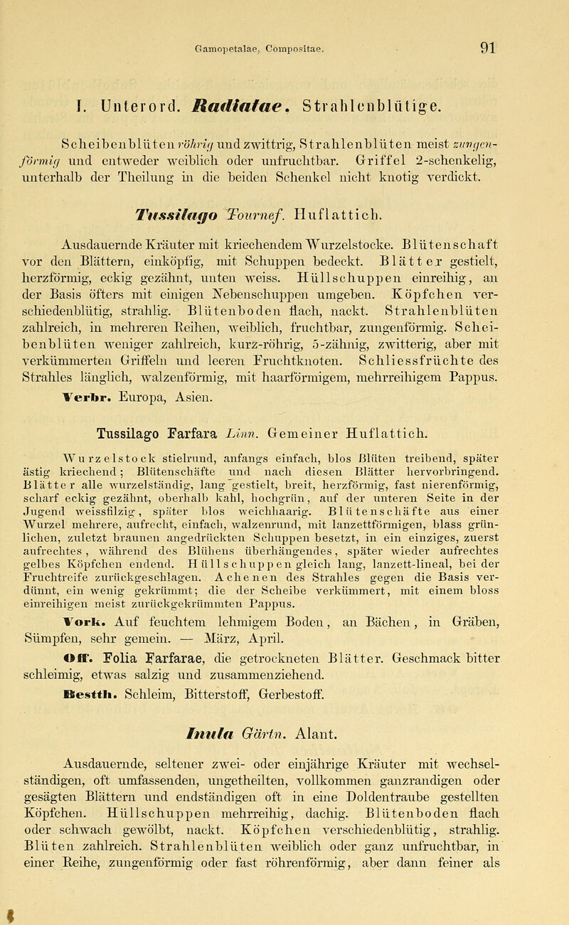 I. Unterord. Radiafae. Strahlcnblütige. Scheibenblüten röVmVy imd zwittrig, Strahlenblüten meist zungcn- förmig und entweder weiblich oder unfruchtbar. Griffel 2-schenkelig, unterhalb der Theilung in die beiden Schenkel nicht knotig verdickt. Tussilago Tournef. Huflattich. Ausdauernde Kräuter mit kriechendem Wurzelstocke. Blütenschaft vor den Blättern, einköpfig, mit Schuppen bedeckt. Blätter gestielt, herzförmig, eckig gezähnt, unten weiss. Hüll schuppen einreihig, an der Basis öfters mit einigen JSTebenschuppen umgeben. Köpfchen ver- schiedenblütig, strahlig. Blütenboden flach, nackt. Strahlenblüten zahlreich, in mehreren Beihen, weiblich, fruchtbar, zungenförmig. Schei- benblüten weniger zahlreich, kurz-röhrig, 5-zähnig, zwitterig, aber mit verkümmerten Griffeln und leeren Fruchtknoten. Schliessfrüchte des Strahles länglich, walzenförmig, mit haarförmigem, mehrreihigem Pappus. Verbr. Europa, Asien. Tussilago Farfara Linn. Gemeiner Huflattich. Wurzelstock stielrund, anfangs einfach, blos Blüten treibend, später ästig kriechend; Blütenschäfte und nach diesen Blätter hervorbringend. Blätter alle wurzelständig, lang gestielt, breit, herzförmig, fast nierenförmig, scharf eckig gezähnt, oberhalb kahl, hochgriin, auf der unteren Seite in der Jugend weissülzig , später blos weichhaarig. Blütenschäfte aus einer Wurzel mehrere, aufrecht, einfach, walzenrund, mit lanzettförmigen, blass grün- lichen, zuletzt braunen angedrückten Schuppen besetzt, in ein einziges, zuerst aufrechtes , während des Blühens überhängendes, später wieder aufrechtes gelbes Köpfchen endend. H ülls chupp en gleich lang, lanzett-lineal, beider Fruchtreife zurückgeschlagen. A dienen des Strahles gegen die Basis ver- dünnt, ein wenig gekrümmt; die der Scheibe verkümmert, mit einem bloss einreihigen meist zurückgekrümmten Pappus. Vorli. Auf feuchtem lehmigem Boden, an Bächen, in Gräben, Sümpfen, sehr gemein. — März, April. Off. Folia Farfarae, die getrockneten Blätter. Geschmack bitter schleimig, etwas salzig und zusammenziehend. IBesttli. Schleim, Bitterstoff, Gerbestoff. Inula Gärtn. Alant. Ausdauernde, seltener zwei- oder einjährige Kräuter mit wechsel- ständigen, oft umfassenden, ungetheilten, vollkommen ganzrandigen oder gesägten Blättern und endständigen oft in eine Doldentraube gestellten Köpfchen. Hüll schuppen mehrreihig, dachig. Blütenboden flach oder schwach gewölbt, nackt. Köpfchen verschiedenblütig, strahlig. Blüten zahlreich. Strahlenblüten weiblich oder ganz unfruchtbar, in einer Reihe, zungenförmig oder fast röhrenförmig, aber dann feiner als