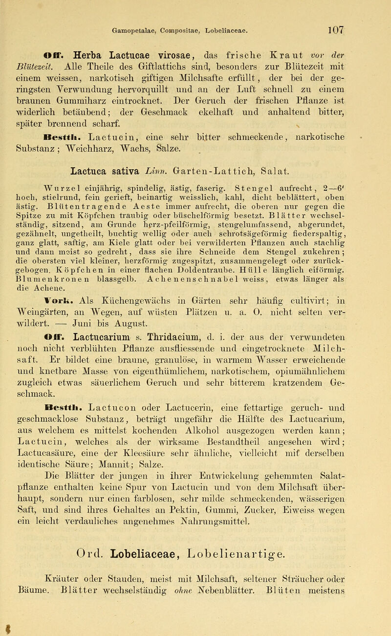 Off. Herba Lactucae virosae, das frische Kraut vor der Blütezeit. Alle Theile des Giftlattichs sind, besonders zur Blütezeit mit einem weissen, narkotisch giftigen Milchsäfte erfüllt, der bei der ge- ringsten Verwundung hervorquillt und an der Luft schnell zu einem braunen Gummiharz eintrocknet. Der Geruch der frischen Pflanze ist widerlich betäubend; der Geschmack ekelhaft und anhaltend bitter, später brennend scharf. Hestth. Lactucin, eine sehr bitter schmeckende, narkotische Substanz ; Weichharz, Wachs, Salze. Lactuca sativa Linn. Garten-Lattich, Salat, Wurzel einjährig, spindelig, ästig, faserig. Stengel aufrecht, 2—6' hoch, stielrund, fein gerieft, beinartig weisslich, kahl, dicht beblättert, oben ästig. Blütentragende Aeste immer aufrecht, die oberen nur gegen die Spitze zu mit Köpfchen traubig oder büschelförmig besetzt. Blätter wechsel- ständig, sitzend, am Grunde herz-pfeilförmig, stengelumfassend, abgerundet, gezähnelt, ungetheilt, buchtig wellig oeler auch schrotsägeförmig fiederspaltig, ganz glatt, saftig, am Kiele glatt oder bei verwilderten Pflanzen auch stachlig und dann meist so gedreht, dass sie ihre Schneide dem Stengel zukehren; die obersten viel kleiner, herzförmig zugespitzt, zusammengelegt oder zurück- gebogen. Köpfchen in einer flachen Doldentraube. Hülle länglich eiförmig. Blumenkronen blassgelb. A che n ens ch nabel weiss, etwas länger als die Achene. Vork. Als Küchengewächs in Gärten sehr häufig cultivirt; in Weingärten, an Wegen, auf wüsten Plätzen u. a. 0. nicht selten ver- wildert. — Juni bis August, Off. Lactucarium s. Thridacium, d. i. der aus der verwundeten noch nicht verblühten Pflanze ausfliessende und eingetrocknete Milch- saft, Er bildet eine braune, granulöse, in warmem Wasser erweichende und knetbare Masse von eigenthümlichem, narkotischem, opiumähnlichem zugleich etwas säuerlichem Geruch und sehr bitterem kratzendem Ge- schmack. flestth. Lactucon oder Lactucerin, eine fettartige geruch- und geschmacklose Substanz, beträgt ungefähr die Hälfte des Lactucarium, aus welchem es mittelst kochenden Alkohol ausgezogen werden kann; Lactucin, welches als der wirksame Bestandtheil angesehen wird; Lactucasäure, eine der Kleesäure sehr ähnliche, vielleicht mit derselben identische Säure; Mannit; Salze. Die Blätter der jungen in ihrer Entwickelung gehemmten Salat- pflanze enthalten keine Spur von Lactucin und von dem Milchsaft über- haupt, sondern nur einen farblosen, sehr milde schmeckenden, wässerigen Saft, und sind ihres Gehaltes an Pektin, Gummi, Zucker, Eiweiss wegen ein leicht verdauliches angenehmes Nahrungsmittel. Ord. Lobeliaceae, Lobelienartige. Kräuter oder Stauden, meist mit Milchsaft, seltener Sträucher oder Bäume. Blätter wechselständig ohne Nebenblätter. Blüten meistens