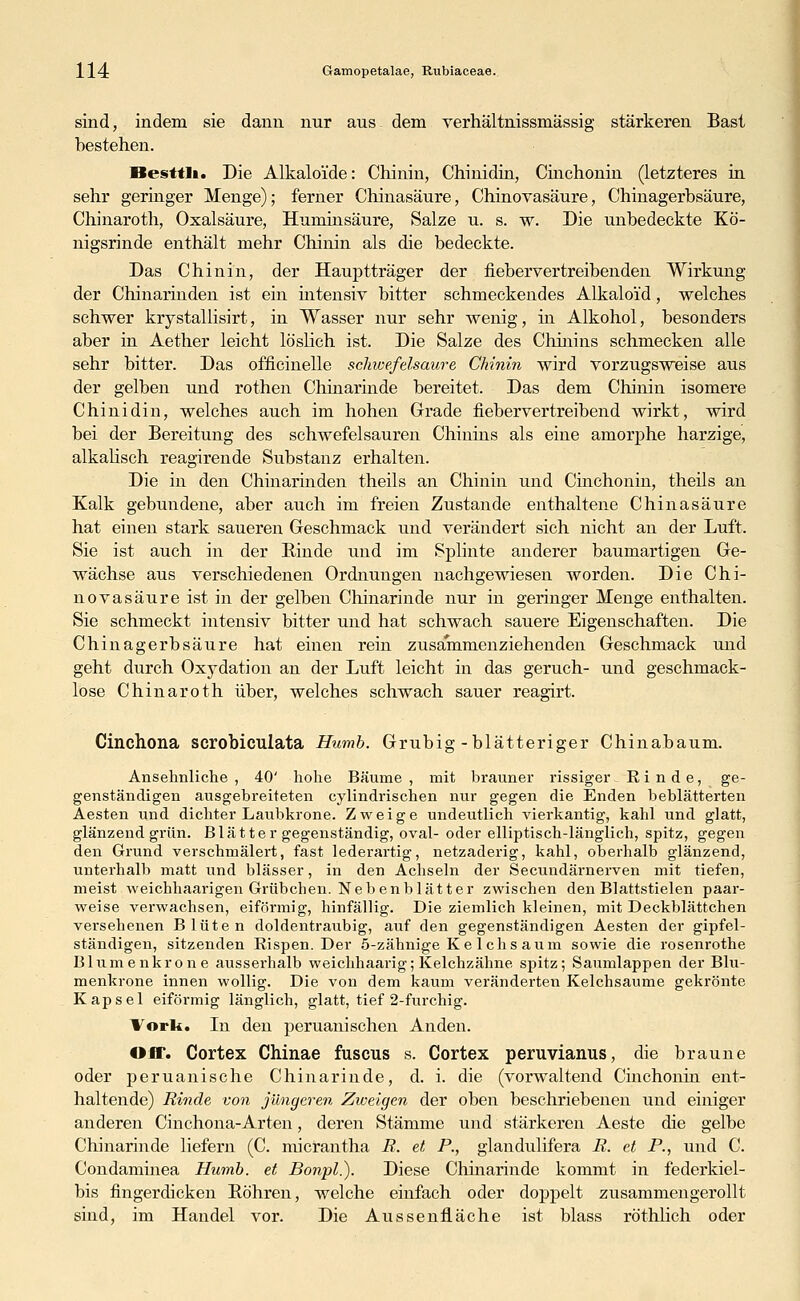 sind, indem sie dann nur aus dem verhältnissmässig stärkeren Bast bestehen. Ilesttli. Die Alkalo'ide: Chinin, Chinidin, Cinchonin (letzteres in sehr geringer Menge); ferner Chinasäure, Chinovasäure, Chinagerbsäure, Chinaroth, Oxalsäure, Huminsäure, Salze u. s. w. Die unbedeckte Kö- nigsrinde enthält mehr Chinin als die bedeckte. Das Chinin, der Hauptträger der fiebervertreibenden Wirkung der Chinarinden ist ein intensiv bitter schmeckendes Alkaloid, welches schwer krystallisirt, in Wasser nur sehr wenig, in Alkohol, besonders aber in Aether leicht löslich ist. Die Salze des Chinins schmecken alle sehr bitter. Das officinelle schwefelsaure Chinin wird vorzugsweise aus der gelben und rothen Chinarinde bereitet. Das dem Chinin isomere Chinidin, welches auch im hohen Grade fiebervertreibend wirkt, wird bei der Bereitung des schwefelsauren Chinins als eine amorphe harzige, alkalisch reagirende Substanz erhalten. Die in den Chinarinden theils an Chinin und Cinchonin, theils an Kalk gebundene, aber auch im freien Zustande enthaltene Chinasäure hat einen stark saueren Geschmack und verändert sich nicht an der Luft. Sie ist auch in der Rinde und im Splinte anderer baumartigen Ge- wächse aus verschiedenen Ordnungen nachgewiesen worden. Die Chi- novasäure ist in der gelben Chinarinde nur in geringer Menge enthalten. Sie schmeckt intensiv bitter und hat schwach sauere Eigenschaften. Die Chinagerbsäure hat einen rein zusammenziehenden Geschmack und geht durch Oxydation an der Luft leicht in das geruch- und geschmack- lose Chinaroth über, welches schwach sauer reagirt. Cinchona scrobiculata Hurnb. Grubig-blätteriger Chinabaum. Ansehnliche , 40' hohe Bäume , mit brauner rissiger Rinde, ge- genständigen ausgebreiteten cylindrischen nur gegen die Enden beblätterten Aesten und dichter Laubkrone. Zweige undeutlich vierkantig, kahl und glatt, glänzend grün. Blätter gegenständig, oval- oder elliptisch-länglich, spitz, gegen den Grund verschmälert, fast lederartig, netzaderig, kahl, oberhalb glänzend, unterhalb matt und blässer, in den Achseln der Secundärnerven mit tiefen, meist weichhaarigen Grübchen. Nebenblätter zwischen den Blattstielen paar- weise verwachsen, eiförmig, hinfällig. Die ziemlich kleinen, mit Deckblättchen versehenen Blüten doldentraubig, auf den gegenständigen Aesten der gipfel- ständigen, sitzenden Rispen. Der 5-zähnige Ke Ichs aum sowie die rosenrothe Blumenkrone ausserhalb weichhaarig; Kelchzähne spitz; Saumlappen der Blu- menkrone innen wollig. Die von dem kaum veränderten Kelchsaume gekrönte Kapsel eiförmig länglich, glatt, tief 2-furchig. Vorli. In den peruanischen Anden. Off. Cortex Chinae fuscus s. Cortex peruvianus, die braune oder peruanische Chinarinde, d. i. die (vorwaltend Cinchonin ent- haltende) Rinde von jüngeren Zweigen der oben beschriebenen und einiger anderen Cinchona-Arten, deren Stämme und stärkeren Aeste die gelbe Chinarinde liefern (C. micrantha R. et P., glandulifera R. et P., und C. Condaminea Hunib. et Bonpl.). Diese Chinarinde kommt in federkiel- bis fingerdicken Bohren, welche einfach oder doppelt zusammengerollt sind, im Handel vor. Die Aussenfläche ist blass röthlich oder