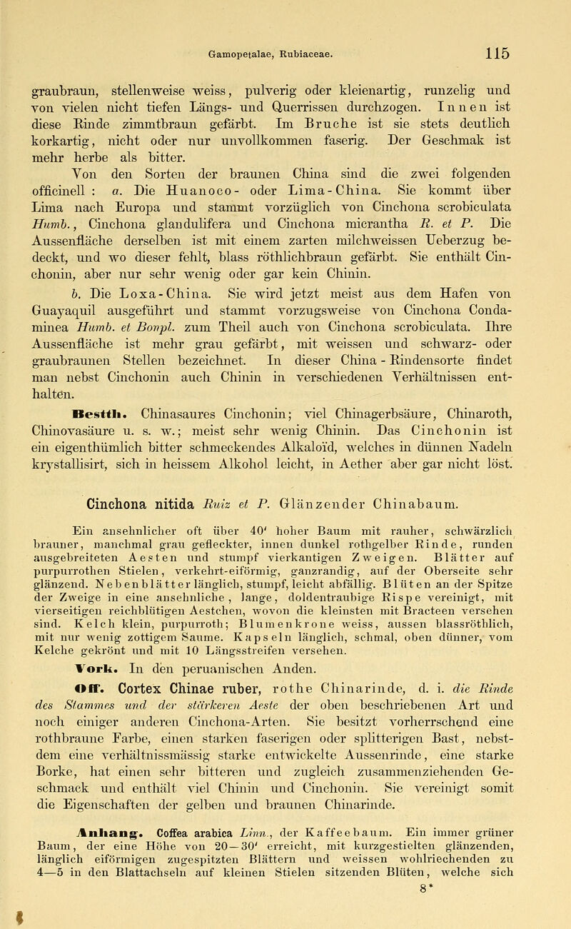 graubraun, stellenweise weiss, pulverig oder kleienartig, runzelig und von vielen nicht tiefen Längs- und Querrissen durchzogen. Innen ist diese Rinde zhnmtbraun gefärbt. Im Bruche ist sie stets deutlich korkartig, nicht oder nur unvollkommen faserig. Der Geschmak ist mehr herbe als bitter. Yon den Sorten der braunen China sind die zwei folgenden officinell : a. Die Huanoco- oder Lima-China. Sie kommt über Lima nach Europa und stammt vorzüglich von Cinchona scrobiculata Humb., Cinchona glandulifera und Cinchona micrantha B. et P. Die AussenfLäche derselben ist mit einem zarten milchweissen Ueberzug be- deckt, und wo dieser fehlt, blass röthlichbraun gefärbt. Sie enthält Cin- chonin, aber nur sehr wenig oder gar kein Chinin. b. Die Loxa- China. Sie wird jetzt meist aus dem Hafen von Guayaquil ausgeführt und stammt vorzugsweise von Cinchona Conda- minea Humb. et Bonpl. zum Theil auch von Cinchona scrobiculata. Ihre Aussenfläche ist mehr grau gefärbt, mit weissen und schwarz- oder graubraunen Stellen bezeichnet. In dieser China - Rindensorte findet man nebst Cinchonin auch Chinin in verschiedenen Verhältnissen ent- halten. Besttli. Chinasaures Cinchonin; viel Chinagerbsäure, Chinaroth, Chinovasäure u. s. w.; meist sehr wenig Chinin. Das Cinchonin ist ein eigenthümlich bitter schmeckendes Alkaloi'd, welches in dünnen Nadeln krystallisirt, sich in heissem Alkohol leicht, in Aether aber gar nicht löst. Cinchona nitida Ruiz et P. Glänzender Chinabaum. Ein ansehnlicher oft über 40' hoher Baum mit rauher, schwärzlich brauner, manchmal grau gefleckter, innen dunkel rothgelber Rinde, runden ausgebreiteten Aesten und stumpf vierkantigen Zweigen. Blätter auf purpurrothen Stielen, verkehrt-eiförmig, ganzrandig, auf der Oberseite sehr glänzend. Nebenblätter länglich, stumpf, leicht abfällig. Blüten an der Spitze der Zweige in eine ansehnliche, lange, doldentraubige Rispe vereinigt, mit vierseitigen reichblütigen Aestchen, wovon die kleinsten mit Bracteen versehen sind. Kelch klein, purpurroth; Blumenkrone weiss, aussen blassröthlich, mit nur wenig zottigem Saume. Kapseln länglich, schmal, oben dünner, vom Kelche gekrönt und mit 10 Längsstreifen versehen. Vorli. In den peruanischen Anden. Off. Cortex Chinae ruber, rothe Chinarinde, d. i. die Binde des Stammes und der stärkeren Aeste der oben beschriebenen Art und noch einiger anderen Cinchona-Arten. Sie besitzt vorherrschend eine rothbraune Farbe, einen starken faserigen oder splitterigen Bast, nebst- dem eine verhältnissmässig starke entwickelte Aussenrinde, eine starke Borke, hat einen sehr bitteren und zugleich zusammenziehenden Ge- schmack und enthält viel Chinin und Cinchonin. Sie vereinigt somit die Eigenschaften der gelben und braunen Chinarinde. Anhang. Coffea arabica Linn., der Kaffee bäum. Ein immer grüner Baum, der eine Höhe von 20—30' erreicht, mit kurzgestielten glänzenden, länglich eiförmigen zugespitzten Blättern und weissen wohlriechenden zu 4—5 in den Blattachseln auf kleinen Stielen sitzenden Blüten, welche sich