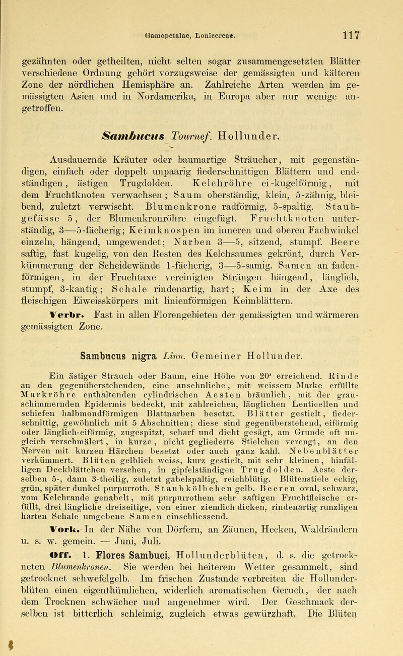 gezähnten oder getheilten, nicht selten sogar zusammengesetzten Blätter verschiedene Ordnung gehört vorzugsweise der gemässigten und kälteren Zone der nördlichen Hemisphäre an. Zahlreiche Arten werden im ge- mässigten Asien und in Nordamerika, in Europa aber nur wenige an- getroffen. Sambucus Tournef. Hollunder. Ausdauernde Kräuter oder baumartige Sträucher, mit gegenstän- digen, einfach oder doppelt unpaarig fiederschnittigen Blättern und end- ständigen, ästigen Trugdolden. Kelchröhre ei-kugelförmig, mit dem Fruchtknoten verwachsen; Saum oberständig, klein, 5-zähnig, blei- bend, zuletzt verwischt. Blumenkrone radförmig, 5-spaltig. Staub- gefässe 5, der Blumenkronröhre eingefügt. Fruchtknoten unter- ständig, 3—5-fächerig; Keimknospen im inneren und oberen Fachwinkel einzeln, hängend, umgewendet; Narben 3—5, sitzend, stumpf. Beere saftig, fast kugelig, von den Resten des Kelchsaumes gekrönt, durch Ver- kümmerung der Scheidewände 1-fächerig, 3—5-sämig. Samen an faden- förmigen, in der Fruchtaxe vereinigten Strängen hängend, länglich, stumpf, 3-kantig; Schale rindenartig, hart; Keim in der Axe des fleischigen Eiweisskörpers mit linienförmigen Keimblättern. Verbr. Fast in allen Florengebieten der gemässigten und wärmeren gemässigten Zone. Sambucus nigra Linn. Gemeiner Hollunder. Ein ästiger Strauch oder Baum, eine Höhe von 20' erreichend. Rinde an den gegenüberstehenden, eine ansehnliche, mit weissem Marke erfüllte Markröhre enthaltenden cylindrischen Aesten bräunlich, mit der grau- schimmernden Epidermis bedeckt, mit zahlreichen, länglichen Lenticellen und schiefen halbmondförmigen Blattnarben besetzt. Blätter gestielt, fieder- schnittig, gewöhnlich mit 5 Abschnitten; diese sind gegenüberstehend, eiförmig oder länglich-eiförmig, zugespitzt, scharf und dicht gesägt, am Grunde oft un- gleich verschmälert , in kurze, nicht gegliederte Stielchen verengt, an den Nerven mit kurzen Härchen besetzt oder auch ganz kahl. Nebenblätter verkümmert. Blüten gelblich weiss, kurz gestielt, mit sehr kleinen, hinfäl- ligen Deckblättchen versehen, in gipfelständigen Trugdolden. Aeste der- selben 5-, dann 3-theilig, zuletzt gabelspaltig, reichblütig. Blütenstiele eckig, grün, später dunkel purpurrot!). Staub kölbchen gelb. Beeren oval, schwarz, vom Kelchrande genabelt, mit purpurrothem sehr saftigen Fruchtfleische er- füllt, drei längliche dreiseitige, von einer ziemlich dicken, rindenartig runzligen harten Schale umgebene Samen einschliessend. Voi-Ii. In der Nähe von Dörfern, an Zäunen, Hecken, Waldrändern u. s. w. gemein. — Juni, Juli. Off. 1. Flores Sambuci, Hollunderblüten, d. s. die getrock- neten Bhimenkronen. Sie werden bei heiterem Wetter gesammelt, sind getrocknet schwefelgelb. Im frischen Zustande verbreiten die Hollunder- blüten einen eigenthümlichen, widerlich aromatischen Geruch, der nach dem Trocknen schwächer und angenehmer wird. Der Geschmack der- selben ist bitterlich schleimig, zugleich etwas gewürzhaft. Die Blüten