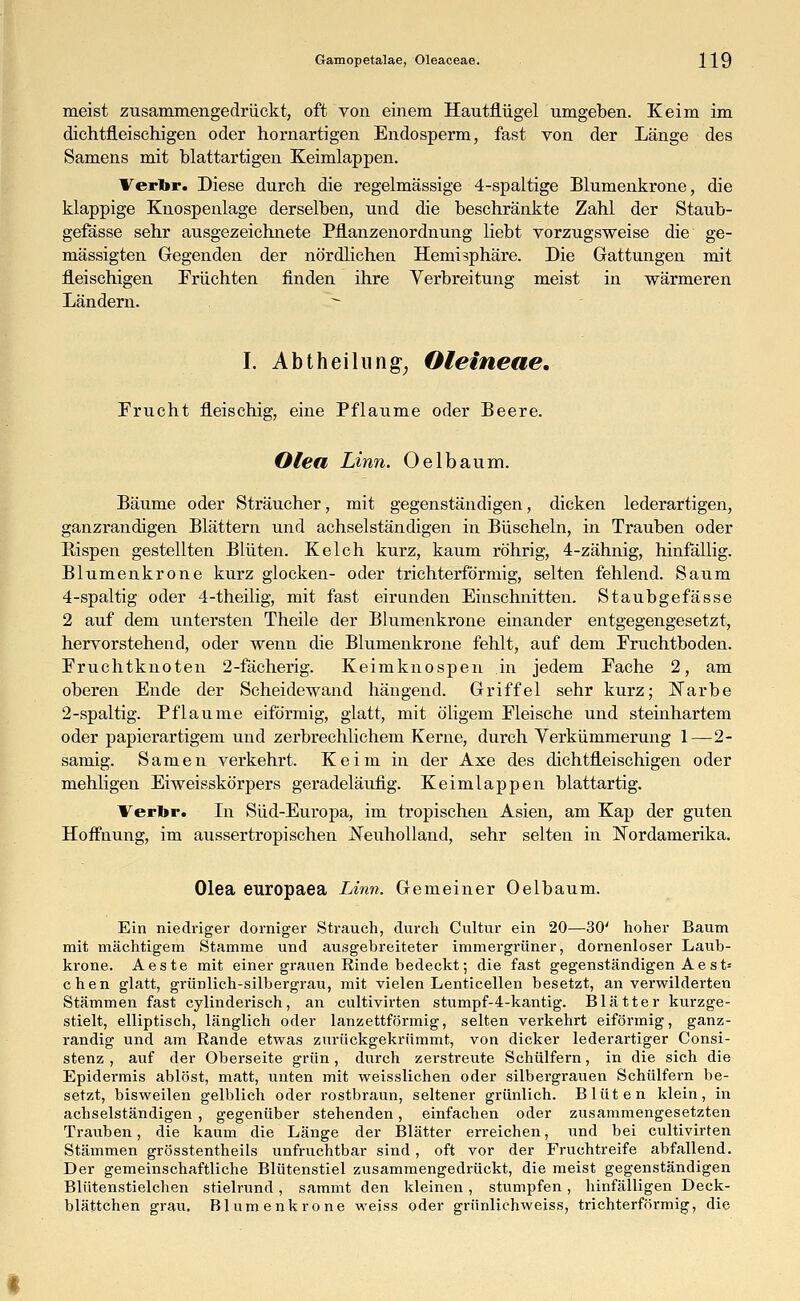 meist zusammengedrückt, oft von einem Hautflügel umgeben. Keim im dichtfleischigen oder hornartigen Endosperm, fast von der Länge des Samens mit blattartigen Keimlappen. ¥erbr. Diese durch die regelmässige 4-spaltige Blumenkrone, die klappige Knospenlage derselben, und die beschränkte Zahl der Staub- gefässe sehr ausgezeichnete Pflanzenordnung liebt vorzugsweise die ge- mässigten Gegenden der nördlichen Hemisphäre. Die Gattungen mit fleischigen Früchten finden ihre Yerbreitung meist in wärmeren Ländern. I. Abt heil u ng; Oieineae. Frucht fleischig, eine Pflaume oder Beere. Olea Linn. Oelbaum. Bäume oder Sträucher, mit gegenständigen, dicken lederartigen, ganzrandigen Blättern und achselständigen in Büscheln, in Trauben oder Bispen gestellten Blüten. Kelch kurz, kaum röhrig, 4-zähnig, hinfällig. Blumenkrone kurz glocken- oder trichterförmig, selten fehlend. Saum 4-spaltig oder 4-theilig, mit fast eirunden Einschnitten. Staubgefässe 2 auf dem untersten Theile der Blumenkrone einander entgegengesetzt, hervorstehend, oder wenn die Blumenkrone fehlt, auf dem Fruchtboden. Fruchtknoten 2-fächerig. Keimknospen in jedem Fache 2, am oberen Ende der Scheidewand hängend. Griffel sehr kurz; Narbe 2-spaltig. Pflaume eiförmig, glatt, mit öligem Fleische und steinhartem oder papierartigem und zerbrechlichem Kerne, durch Verkümmerung 1—2- samig. Samen verkehrt. Keim in der Axe des dichtfleischigen oder mehligen Eiweisskörpers geradeläufig. Keimlappen blattartig. Verbr. In Süd-Europa, im tropischen Asien, am Kap der guten Hoffnung, im aussertropischen Neuholland, sehr selten in Nordamerika. Olea europaea Linn. Gemeiner Oelbaum. Ein niedriger dorniger Strauch, durch Cultur ein 20—30' hoher Baum mit mächtigem Stamme und ausgebreiteter immergrüner, dornenloser Laub- krone. Aeste mit einer grauen Rinde bedeckt; die fast gegenständigen Ae st= chen glatt, grünlich-silbergrau, mit vielen Lenticellen besetzt, an verwilderten Stämmen fast cylinderisch, an cultivirten stumpf-4-kantig. Blätter kurzge- stielt, elliptisch, länglich oder lanzettförmig, selten verkehrt eiförmig, ganz- randig und am Rande etwas zurückgekrümmt, von dicker lederartiger Consi- stenz , auf der Oberseite grün, durch zerstreute Schülfern, in die sich die Epidermis ablöst, matt, unten mit weisslichen oder silbergrauen Schülfern be- setzt, bisweilen gelblich oder rostbraun, seltener grünlich. Blüten klein, in achselständigen , gegenüber stehenden, einfachen oder zusammengesetzten Trauben, die kaum die Länge der Blätter erreichen, Tind bei cultivirten Stämmen grösstentheils unfruchtbar sind, oft vor der Fruchtreife abfallend. Der gemeinschaftliche Blütenstiel zusammengedrückt, die meist gegenständigen Blütenstielchen stielrund, sammt den kleinen, stumpfen, hinfälligen Deck- blättchen grau. Blumen kröne weiss oder grünlichweiss, trichterförmig, die