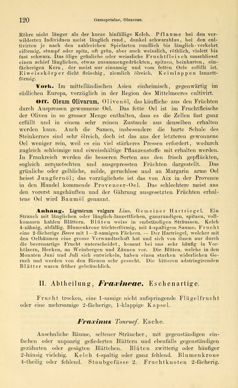 Eöhre nicht länger als der kurze hinfällige Kelch. Pflaume bei den ver- wilderten Individuen meist länglich rund, dunkel schwarzblau, bei den cul- tivirten je nach den zahlreichen Spielarten rundlich bis länglich-verkehrt eiförmig, stumpf oder spitz, oft grün, aber auch weisslich, röthlich, violett bis fast schwarz. Das ölige grünliche oder weissliche Fruchtfleisch umschliesst einen schief länglichen, etwas zusammengedrückten, spitzen, beinharten, ein- fächerigen Kern, der meist nur einsamig und vom fetten Oele erfüllt ist. Eiweis skörp er dicht fleischig, ziemlich ölreich. Keimlappen lanzett- förmig. Vork. Im mittelländischen Asien einheimisch, gegenwärtig im südlichen Europa, vorzüglich in der Region des Mittelmeeres cultivirt. Off. Oleum Olivarum, Olivenöl, das käufliche aus den Früchten durch Auspressen gewonnene Oel. Das fette Oel ist im Fruchtfleische der Oliven in so grosser Menge enthalten, dass es die Zellen fast ganz erfüllt und in einem sehr reinen Zustande aus denselben erhalten werden kann. Auch die Samen, insbesondere die harte Schale des Steinkernes sind sehr ölreich, doch ist das aus der letzteren gewonnene Oel weniger rein, weil es ein viel stärkeres Pressen erfordert, wodurch zugleich schleimige und eiweisshältige Pflanzenstoffe mit erhalten werden. In Prankreich werden die besseren Sorten aus den frisch gepflückten, sogleich zerquetschten und ausgepressten Früchten dargestellt. Das grünliche oder gelbliche, milde, geruchlose und an Margarin arme Oel heisst Jungfernöl; das vorzüglichste ist das von Aix in der Provence in den Handel kommende Provencer-Oel. Das schlechtere meist aus den vorerst angehäuften und der Gährung ausgesetzten Früchten erhal- tene Oel wird Baumöl genannt. Anitanjy. Ligustrum vulgare Linn. Gemeiner Hartriegel. Ein Strauch mit länglichen oder länglich-lanzettlichen, ganzrandigen, spitzen, voll- kommen kahlen Blättern. Blüten weiss in endständigen Sträussen. Kelch 4-zähnig, abfällig. Blumenkrone trichterförmig, mit 4-spaltigem Saume. Frucht eine 2-fächerige Beere mit 1 —2-samigen Fächern. — Der Hartriegel, welcher mit den Oelbäumen eine grosse Verwandtschaft hat und sich von ihnen nur durch die beerenartige Frucht unterscheidet, kommt bei uns sehr häufig in Vor- hölzern, Hecken, an Weinbergen und Zäunen vor. Die Blüten, welche in den Monaten Juni und Juli sich entwickeln, haben einen starken widerlichen Ge- ruch und werden von den Bienen sehr gesucht. Die bitteren adstringirenden Blätter waren früher gebräuchlich. II. Abtheilung, Fraocineae. Eschenartige. Frucht trocken, eine 1-samige nicht aufspringende Flügelfrucht oder eine mehrsamige 2-fächerige, 1-klappige Kapsel. Frfiocinus Tournef. Esche. Ansehnliche Bäume, seltener Sträucher, mit gegenständigen ein- fachen oder unpaarig gefiederten Blättern und ebenfalls gegenständigen gezähnten oder gesägten Blättchen. Blüten zwitterig oder häufiger 2-häusig vielehig. Kelch 4-spaltig oder ganz fehlend. Blumenkrone 4-theilig oder fehlend. Staubgefässe 2. Fruchtknoten 2-fächerig.