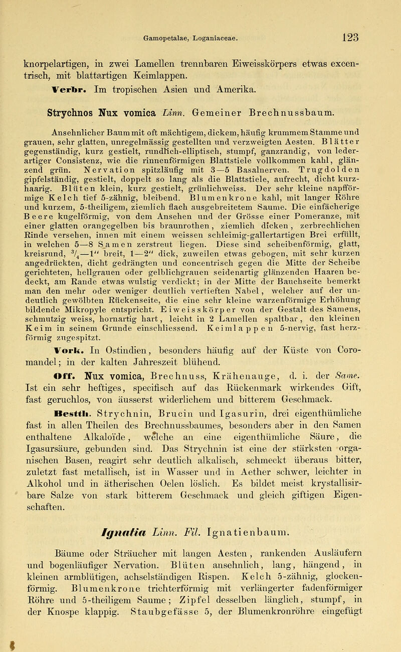 knorpelartigen, in zwei Lamellen trennbaren Eiweisskörpers etwas excen- trisch, mit blattartigen Keimlappen. Verbr. Im tropischen Asien und Amerika. Strychnos Nux vomica Linn. Gemeiner Brechnussbaum. Ansehnlicher Baum mit oft mächtigem, dickem, häufig krummem Stamme und grauen, sehr glatten, unregelmässig gestellten und verzweigten Aesten. Blätter gegenständig, kurz gestielt, rundlich-elliptisch, stumpf, ganzrandig, von leder- artiger Consistenz, wie die rinnenförmigen Blattstiele vollkommen kahl, glän- zend grün. Nervation spitzläufig mit 3—5 Basalnerven. Trugdolden gipfelständig, gestielt, doppelt so lang als die Blattstiele, aufrecht, dicht kurz- haarig. Blüten klein, kurz gestielt, grünlichweiss. Der sehr kleine napfför- mige Kelch tief 5-zähnig, bleibend. Blumenkrone kahl, mit langer Röhre und kurzem, 5-theiligem, ziemlich flach ausgebreitetem Saume. Die einfächerige Beere kugelförmig, von dem Ansehen und der Grösse einer Pomeranze, mit einer glatten orangegelben bis braunrothen, ziemlich dicken , zerbrechlichen Rinde versehen, innen mit einem weissen schleimig-gallertartigen Brei erfüllt, in welchen 5—8 Samen zerstreut liegen. Diese sind scheibenförmig, glatt, kreisrund, 3/4—1 breit, 1—2 dick, zuweilen etwas gebogen, mit sehr kurzen angedrückten, dicht gedrängten und concentrisch gegen die Mitte der Scheibe gerichteten, hellgrauen oder gelblichgrauen seidenartig glänzenden Haaren be- deckt, am Rande etwas wulstig verdickt; in der Mitte der Bauchseite bemerkt man den mehr oder weniger deutlich vertieften Nabel , welcher auf der un- deutlich gewölbten Rückenseite, die eine sehr kleine warzenförmige Erhöhung bildende Mikropyle entspricht. E iw eis skörp er von der Gestalt des Samens, schmutzig weiss, hornartig hart, leicht in 2 Lamellen spaltbar , den kleinen Keim in seinem Grunde einschliessend. Keimlappen 5-nervig, fast herz- förmig zugespitzt. Vork. In Ostindien, besonders häufig auf der Küste von Coro- inandel; in der kalten Jahreszeit blühend. Off. Nux vomica, Brechnuss, Krähenauge, d. i. der Same. Ist ein sehr heftiges, specifisch auf das Bückenmark wirkendes Gift, fast geruchlos, von äusserst widerlichem und bitterem Geschmack. Besttli. Strychnin, Brucin und Igasurin, drei eigenthümliche fast in allen Theilen des Brechnussbaumes, besonders aber in den Samen enthaltene Alkaloide, welche an eine eigenthümliche Säure, die Igasursäure, gebunden sind. Das Strychnin ist eine der stärksten orga- nischen Basen, reagirt sehr deutlich alkalisch, schmeckt überaus bitter, zuletzt fast metallisch, ist in Wasser und in Aether schwer, leichter in Alkohol und in ätherischen Oelen löslich. Es bildet meist krystallisir- bare Salze von stark bitterem Geschmack und gleich giftigen Eigen- schaften. fgnatia Linn. Fil. Ignatienbaum. Bäume oder Sträucher mit langen Aesten, rankenden Ausläufern und bogenläufiger JSTervation. Blüten ansehnlich, lang, hängend, in kleinen armblütigen, achselständigen Bispen. Kelch 5-zähnig, glocken- förmig. Blumenkrone trichterförmig mit verlängerter fadenförmiger Bohre und 5-theiligem Saume; Zipfel desselben länglich, stumpf, in der Knospe klappig. Staubgefässe 5, der Blumenkronröhre eingefügt