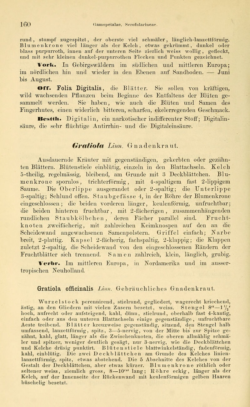 rund, stumpf zugespitzt, der oberste viel schmäler, länglich-lanzettförmig. Blumenkrone viel länger als der Kelch, etwas gekrümmt, dunkel oder blass purpurroth, innen auf der unteren Seite zierlich weiss wollig, gefleckt, und mit sehr kleinen dunkel-purpurrothen Flecken und Punkten gezeichnet. Vorl*. In Gebirgswäldern im südlichen und mittleren Europa; im nördlichen hin und wieder in den Ebenen auf Sandboden. — Juni bis August. Off. Folia Digitalis, die Blätter. Sie sollen von kräftigen, wild wachsenden Pflanzen beim Beginne des Entfaltens der Blüten ge- sammelt werden. Sie haben, wie auch die Blüten und Samen des Fingerhutes, einen widerlich bitteren, scharfen, ekelerregenden Geschmack. Bestth. Digital in, ein narkotischer indifferenter Stoff; Digitalin- säure, die sehr flüchtige Antirrhin- und die Digitaleinsäure. Graliota Linn. Gnadenkraut. Ausdauernde Kräuter mit gegenständigen, gekerbten oder gezähn- ten Blättern. Blütenstiele einblütig, einzeln in den Blattachseln. Kelch 5-theilig, regelmässig, bleibend, am Grunde mit 3 Deckblättchen. Blu- menkrone spornlos, trichterförmig, mit 4-spaltigem fast 2-lippigem Saume. Die Oberlippe ausgerandet oder 2-spaltig; die Unterlippe 3-spaltig; Schlund offen. Staubgefässe 4, in der Bohre der Blumenkrone eingeschlossen; die beiden vorderen länger, keulenförmig, unfruchtbar; die beiden hinteren fruchtbar, mit 2-fächerigen, zusammenhängenden rundlichen Staubkölbchen, deren Fächer parallel sind. Frucht- knoten ;zweifächerig, mit zahlreichen Keimknospen auf den an die Scheidewand angewachsenen Samenpolstern. Griffel einfach; Narbe breit, 2-plattig. Kapsel 2-fächerig, fachspaltig, 2-klappig; die Klappen zuletzt 2-spaltig, die Scheidewand von den eingeschlossenen Bändern der Fruchtblätter sich trennend. Samen zahlreich, klein, länglich, grubig. Verlir. Im mittleren Europa, in Nordamerika und im ausser- tropischen Neuholland. Gratiola officinalis Linn. Gebräuchliches Gnadenkraut. Wurzel stock perennirend, stielrund, gegliedert, wagerecht kriechend, ästig, an den Gliedern mit vielen Zasern besetzt, weiss. Stengel 8—1'/2' hoch, aufrecht oder aufsteigend, kahl, dünn, stielrund, oberhalb fast 4-kantig, einfach oder aus den unteren Blattachseln einige gegenständige, unfruchtbare Aeste treibend. Blätter kreuzweise gegenständig, sitzend, den Stengel halb umfassend, lanzettförmig, spitz, 3—5-nervig, von der Mitte bis zur Spitze ge- zähnt, kahl, glatt, länger als die Zwischenknoten, die oberen allmählig schmä- ler und spitzer, weniger deutlich gesägt, nur 3-nervig, wie die Deckblättchen und Kelche drüsig punktirt. Blütenstiele blattwinkelständig, fadenförmig, kahl, einblütig. Die zwei Deckblättchen am Grunde des Kelches linien- lanzettförmig, spitz, etwas abstehend. Die 5 Abschnitte des Kelches von der Gestalt der Deckblättchen, aber etwas kürzer. Blumenkrone röthlich oder seltener weiss, ziemlich gross, 8—10' lang; Röhre eckig, länger als der Kelch, auf der Innenseite der Rückenwand mit keulenförmigen gelben Haaren büschelig besetzt.