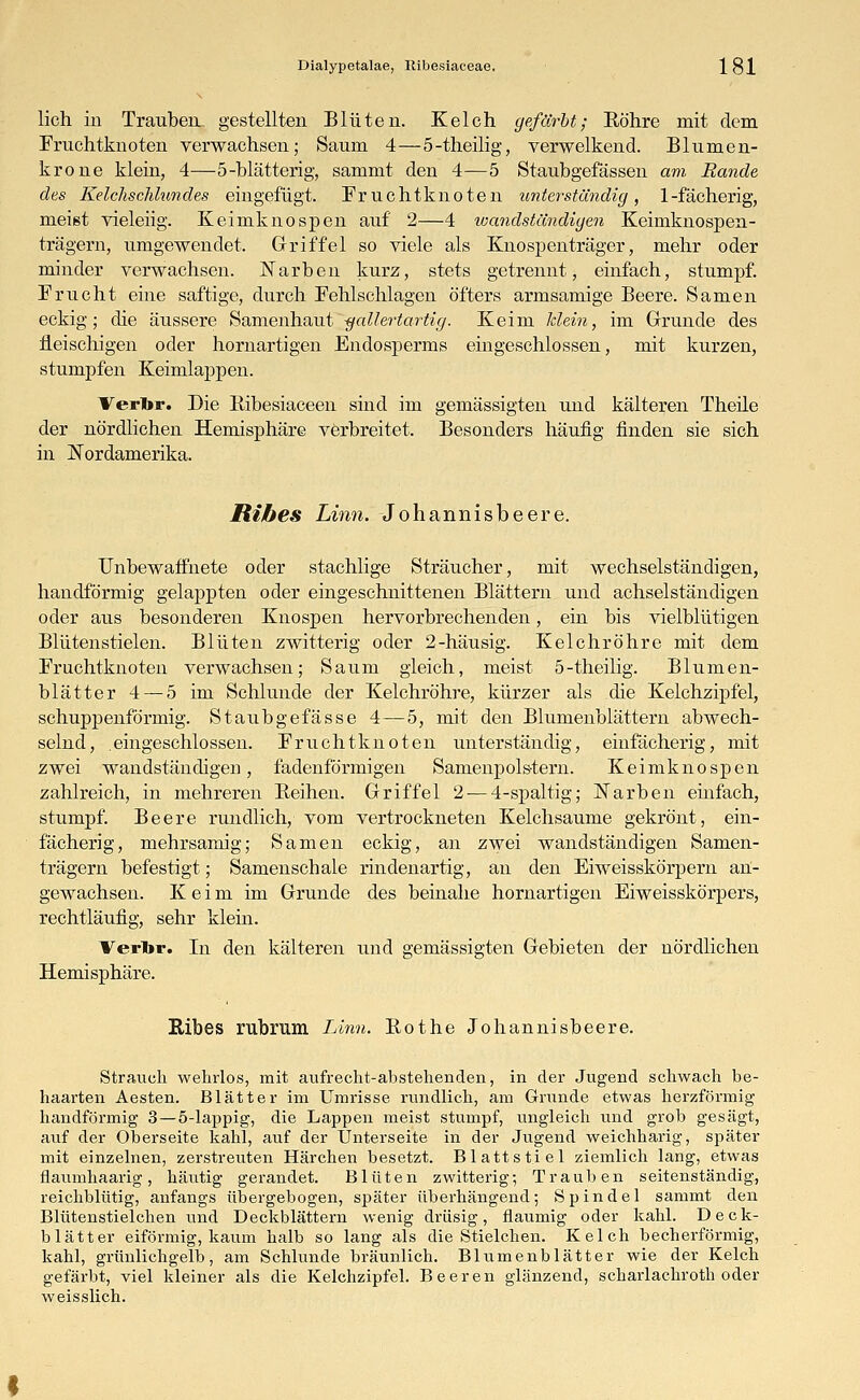 lieh iu Trauben, gestellten Blüten. Kelch gefärbt; Röhre mit dem Fruchtknoten verwachsen; Saum 4—5-theilig, verwelkend. Blumen- krone klein, 4—5-blätterig, sammt den 4—5 Staubgefässen am Rande des Kelchschlundes eingefügt. Fruchtknoten unterständig, 1-fächerig, meist vieleiig. Keimknospen auf 2—4 wandständigen Keimknospen- trägern, umgewendet. Griffel so viele als Knospen träger, mehr oder minder verwachsen. Narben kurz, stets getrennt, einfach, stumpf. Frucht eine saftige, durch Fehlschlagen öfters armsamige Beere. Samen eckig; die äussere Samenhaut -gallertartig. Keim Mein, im Grunde des fleischigen oder hornartigen Endosperms eingeschlossen, mit kurzen, stumpfen Keimlappen. Verbr. Die Ribesiaceen sind im gemässigten und kälteren Theile der nördlichen Hemisphäre verbreitet. Besonders häufig finden sie sich in Nordamerika. Ribes Linn. Johannisbeere. Unbewaffnete oder stachlige Sträucher, mit wechselständigen, handförmig gelappten oder eingeschnittenen Blättern und achselständigen oder aus besonderen Knospen hervorbrechenden, ein bis vielblütigen Blütenstielen. Blüten zwitterig oder 2-häusig. Kelch röhre mit dem Fruchtknoten verwachsen; Saum gleich, meist 5-theilig. Blumen- blätter 4 — 5 im Schlünde der Kelchröhre, kürzer als die Kelchzipfel, schuppenförmig. Staubgefässe 4 — 5, mit den Blumenblättern abwech- selnd, eingeschlossen. Fruchtknoten unterständig, einfächerig, mit zwei wandständigen, fadenförmigen Samenpols-tern. Keimknospen zahlreich, in mehreren Beihen. Griffel 2-—4-spaltig; Narben einfach, stumpf. Beere rundlich, vom vertrockneten Kelchsaume gekrönt, ein- fächerig, mehrsamig; Samen eckig, an zwei wandständigen Samen- trägern befestigt; Samenschale rindenartig, an den Eiweisskörpern an- gewachsen. Keim im Grunde des beinahe hornartigen Eiweisskörpers, rechtläufig, sehr klein. Verbr. In den kälteren und gemässigten Gebieten der nördlichen Hemisphäre. Ribes rubrum Linn. Rot he Johannisbeere. Strauch wehrlos, mit aufrecht-abstehenden, in der Jugend schwach be- haarten Aesten. Blätter im Umrisse rundlich, am Grunde etwas herzförmig handförmig 3—54appig, die Lappen meist stumpf, ungleich und grob gesägt, auf der Oberseite kahl, auf der Unterseite in der Jugend weichharig, später mit einzelnen, zerstreuten Härchen besetzt. Blattstiel ziemlich lang, etwas flaumhaarig, häutig gerandet. Blüten zwitterig; Trauben seitenständig, reichblütig, anfangs übergebogen, später überhängend; Spindel sammt den Blütenstielchen und Deckblättern wenig drüsig, flaumig oder kahl. Deck- blätter eiförmig, kaum halb so lang als die Stielchen. Kelch becherförmig, kahl, grünlichgelb, am Schlünde bräunlich. Blumenblätter wie der Kelch gefärbt, viel kleiner als die Kelchzipfel. Beeren glänzend, schaiiachroth oder weisslich.