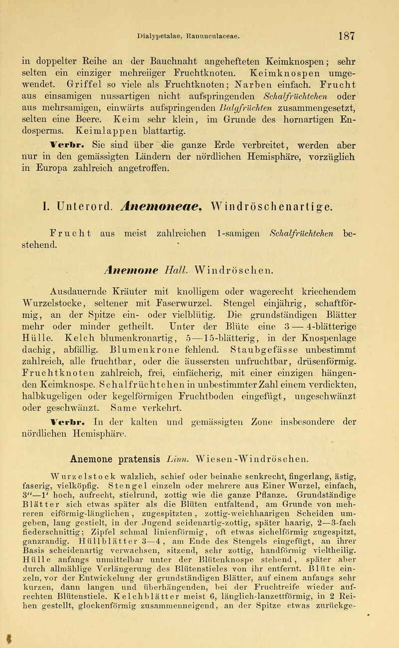 in doppelter Reihe an der Bauchnaht angehefteten Keimknospen; sehr selten ein einziger mehrenger Fruchtknoten. Keimknospen umge- wendet. Griffel so viele als Fruchtknoten; Narben einfach. Frucht aus einsamigen nussartigen nicht aufspringenden Schalfrüchtehen oder aus ruehrsamigen, einwärts aufspringenden BalgfrücMen zusammengesetzt, selten eine Beere. Keim sehr klein, im Grunde des hornartigen En- dosperms. Keimlappen blattartig. Verl»r. Sie sind über -die ganze Erde verbreitet, werden aber nur in den gemässigten Ländern der nördlichen Hemisphäre, vorzüglich in Europa zahlreich angetroffen. I. Unterord. Anemoneae, Windröschenartige. Frucht aus meist zahlreichen 1-sämigen Schalfrüchtchen be- stehend. Anemone Hall. Windröschen. Ausdauernde Kräuter mit knolligem oder wagerecht kriechendem Wurzelstocke, seltener mit Faserwurzel. Stengel einjährig, schaftför- mig, an der Spitze ein- oder vielblütig. Die grundständigen Blätter mehr oder minder getheilt. Unter der Blüte eine 3 — 4-blätterige Hülle. Kelch blumenkronartig, 5—15-blätterig, in der Knospenlage dachig, abfällig. Blumenkrone fehlend. Staubgefasse unbestimmt zahlreich, alle fruchtbar, oder die äussersten unfruchtbar, drüsenfdrmig. Fruchtknoten zahlreich, frei, einfächerig, mit einer einzigen hängen- den Keimknospe. Schalfrüchtchenin unbestimmter Zahl einem verdickten, halbkugeligen oder kegelförmigen Fruchtboden eingefügt, ungeschwänzt oder geschwänzt. Same verkehrt. Verlir. In der kalten und gemässigten Zone insbesondere der nördlichen Hemisphäre. Anemone pratensis Linn. Wiesen-Windröschen. Wurzelstock walzlich, schief oder beinahe senkrecht, fingerlang, ästig, faserig, vielköpfig. Stengel einzeln oder mehrere aus Einer Wurzel, einfach, 3—1' hoch, aufrecht, stielrund, zottig wie die ganze Pflanze. Grundständige Blätter sich etwas später als die Blüten entfaltend, am Grunde von meh- reren eiförmig-länglichen, zugespitzten, zottig-weichhaarigen Scheiden um- geben, lang gestielt, in der Jugend seidenartig-zottig, später haarig, 2—3-fach fiederschnittig; Zipfel schmal linienförmig, oft etwas sichelförmig zugespitzt, ganzrandig. Hüllblätter 3—4, am Ende des Stengels eingefügt, an ihrer Basis scheidenartig verwachsen, sitzend, sehr zottig, bandförmig vieltheilig. Hülle anfangs unmittelbar unter der Blütenknospe stehend, später aber durch allmählige Verlängerung des Blütenstieles von ihr entfernt. Blüte ein- zeln, vor der Entwickelung der grundständigen Blätter, auf einem anfangs sehr kurzen, dann langen und überhängenden, bei der Fruchtreife wieder auf- rechten Blütenstiele. Kelchblätter meist 6, länglich-lanzettförmig, in 2 Eei- hen gestellt, glockenförmig zusammenneigend, an der Spitze etwas zurückge-