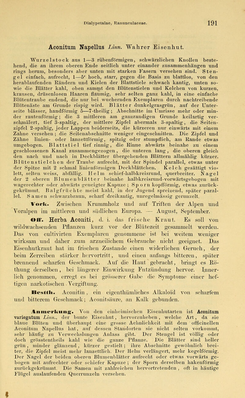 Aconitum Napellus Linn. Wahrer Eisenhut. Wurzelstock aus 1—3 rübenförmigen, schwärzlichen Knollen beste- hend, die an ihrem oberen Ende seitlich unter einander zusammenhängen und rings herum, besonders aber unten mit starken Fasern versehen sind. Sten- gel einfach, aufrecht, 1—5' hoch, starr, gegen die Basis zu blattlos, von den herablaufenden Rändern und Kielen der Blattstiele schwach kantig, unten so- wie die Blätter kahl, oben sammt den Blütenstielen und Kelchen von kurzen, krausen, drüsenlosen Haaren flaumig, sehr selten ganz kahl, in eine einfache Blütentraube endend, die nur bei wuchernden Exemplaren durch nachtreibende Blütenäste am Grunde rispig wird. Blätter dunkelgrasgrün, auf der Unter- seite blässer, handförmig 5—7-theilig; Abschnitte im Umrisse mehr oder min- der rautenförmig; die 3 mittleren am ganzrandigen Grunde keilartig ver- schmälert, tief 3-spaltig, der mittlere Zipfel abermals 3-spaltig, die Seiten- zipfel 2-spaltig, jeder Lappen beiderseits, die kürzeren nur einwärts mit einem Zahne versehen ; die Seitenabschnitte weniger eingeschnitten. Die Zipfel und Zähne linien- oder lanzettförmig, spitzig oder stumpflich, am Rande etwas umgebogen. Blattstiel tief rinnig:, die Rinne abwärts beinahe zu einem geschlossenen Kanal zusammengezogen , die unteren lang , die oberen gleich den nach und nach in Deckblätter übergehenden Blättern allmählig kürzer. Blütenstieichen der Traube aufrecht, mit der Spindel parallel, etwas unter der Spitze mit 2 schmal linienförmigen Deckblättchen. Kelch gesättigt vio= lett, selten weiss, abfällig. Helm schief-halbkreisrund, querbreiter. Nagel der 2 oberen Blumenblätter beinahe halbkreisrund-vorwärtsgebogen mit wagerechter oder abwärts geneigter Kapuze ; Sp orn kopfförmig, etwas zurück- gekrümmt. Balgfrüchte meist kahl, in der Jugend spreizend, später paral- lel. Samen schwarzbraun, scharf dreikantig, unregelmässig gerunzelt. Vork. Zwischen Krummholz und auf Triften der Alpen und Voralpen im mittleren und südlichen Europa. — August, September. Off. Herba Aconiti, d. i. das frische Kraut. Es soll von wildwachsenden Pflanzen kurz vor der Blütezeit gesammelt werden. Das von cultivirten Exemplaren genommene ist bei weitem weniger wirksam und daher zum arzneilichem Gebrauche nicht geeignet. Das Eisenhutkraut hat im frischen Zustande einen widerlichen Geruch, der beim Zerreiben stärker hervortritt, und einen anfangs bitteren, später brennend scharfen Geschmack. Auf die Haut gebracht, bringt es Rö- thung derselben, bei längerer Einwirkung Entzündung hervor. Inner- lich genommen, erregt es bei grösserer Gabe die Symptome einer hef- tigen narkotischen. Vergiftung. Besttli. Aconitin, ein eigenthümliches Alkaloi'd von scharfem und bitterem Geschmack; Aconitsäure, an Kalk gebunden. Anmerkung-. Von den einheimischen Eisenhutarten ist Aconitum variegatum Linn., der bunte Eisenhut, hervorzuheben, welche Art, da sie blaue Blüten und überhaupt eine grosse Aehnlichkeit mit dem ' officinellen Aconitum Napellus hat, auf dessen Standorten sie nicht selten vorkommt, sehr häufig zu Verwechslungen Anlass gibt. Der Stengel ist völlig oder doch grösstenteils kahl wie die ganze Pflanze. Die Blätter sind heller grün, minder glänzend, kürzer gestielt; ihre Abschnitte gewöhnlich brei- ter, die Zipfel meist mehr lanzettlich. Der Helm verlängert, mehr kegelförmig. Der Nagel der beiden oberen Blumenblätter aufrecht oder etwas vorwärts ge- bogen mit aufrechter oder schiefer Kapuze ; der Sporn derselben hakenförmig zurückgekrümmt. Die Samen mit zahlreichen hervortretenden , oft in häutige Flügel auslaufenden Querrunzeln versehen.