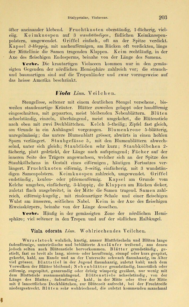 öfter aneinander klebend. Fruchtknoten oberständig, 1-fächerig, viel- eiig. Keimknospen auf 3 wandständigen, fädlichen Keimknospen- polstern, umgewendet. Griffel einfach, oft an der Spitze verdickt. Kapsel 8-klappig, mit nachenformigen, am Rücken oft verdickten, längs der Mittellinie die Samen tragenden Klappen. Keim rechtläufig, in der Axe des fleischigen Endosperms, beinahe von der Länge des Samens. Verbr. Die krautartigen Violaceen kommen nur in den gemäs- sigten Gegenden der nördlichen Hemisphäre zahlreich vor; die strauch- und baumartigen sind auf die Tropenländer und zwar vorzugsweise auf das heisse Amerika beschränkt. Viola Linn. V ei 1 c h e n. Stengellose, seltener mit einem deutlichen Stengel versehene, bis- weilen staudenartige Kräuter. Blätter zuweilen gelappt oder handförmig eingeschnitten, mit gepaarten, meist bleibenden Nebenblättern. Blüten achselständig, einzeln, überhängend, meist umgekehrt, die Blütenstiele nach oben mit zwei Deckblättchen. Kelch 5-theilig; Zipfel fast gleich, am Grunde in ein Anhängsel vorgezogen. Blumenkrone 5-blätterig, unregelmässig; das untere Blumenblatt grösser, abwärts in einen hohlen Sporn verlängert. Staubgefässe 5, mit den Blumenblättern abwech- selnd, unter sich gleich; Staubfäden sehr kurz; Staubkölbchen 2- fächerig, platt gedrückt, der Länge nach aufspringend; Fächer auf der inneren Seite des Trägers angewachsen, welcher sich an der Spitze des Staubkölbchens in Gestalt eines eiförmigen, häutigen Fortsatzes ver- längert. Fruchtknoten eiförmig, 3-seitig, einfächerig, mit 3 wandstän- digen Samenpolstern. Keimknöspen zahlreich, umgewendet. Griffel endständig, keulen- oder pfriemenförmig. Kapsel am Grunde vom Kelche umgeben, einfächerig, 3-klappig, die Klappen am Bücken dicker, zuletzt flach ausgebreitet, in der Mitte die Samen tragend. Samen zahl- reich, eiförmig-kugelig, mit rindenartiger Schale und einer fleischigen Wulst am äusseren, seitlichen Nabel. Keim in der Axe des fleischigen Eiweisskörpers, beinahe von der Länge desselben. Verbr. Häufig in der gemässigten Zone der nördlichen Hemi- sphäre; viel seltener in den Tropen und auf der südlichen Halbkugel. Viola odorata Linn. Wohlriechendes Veilchen. Wurzelstock walzlich, knotig, ausser Blattbüscheln und Blüten lange fadenförmige, unterirdische und beblätterte Ausläufer treibend, aus denen jedoch selten auch Blütenstiele hervorkommen. Blätter grundständig, ge- stielt, fast so breit als lang, nieren- oder herzförmig, stumpf oder kurz gespitzt, gekerbt, kahl, am Rande und an der Unterseite schwach flaumhaarig, im Alter viel grösser. Blattstiel in der Jugend flaumhaarig, zuletzt kahl; nach dem Verwelken der Blätter bleibend; Neb enblätter grundständig, lanzettlich oder eiförmig, zugespitzt, ganzrandig oder drüsig wimperig gezähnt, nur wenig mit dem Blattstiele zusammenhängend. Blütenstiele achselständig, von der Länge des Blattes, fadenförmig , kahl, in der Mitte oder über der Mitte mit 2 lanzettlichen Deckblättchen, zur Blütezeit aufrecht, bei der Fruchtreife niedergestreckt. Blüten sehr wohlriechend, die zuletzt kommenden manchmal