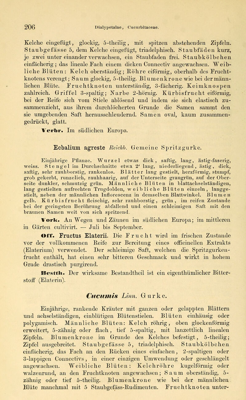 Kelche eingefügt, glockig, 5-theilig, mit spitzen abstehenden Zipfeln. Staubgefasse 5, dem Kelche eingefügt, triadelphisch. Staubfäden kurz, je zwei unter einander verwachsen, ein Staubfaden frei. Staubkölbchen einfächerig; das lineale Fach einem dicken Connectiv angewachsen. Weib- liche Blüten: Kelch oberständig; Eöhre eiförmig, oberhalb des Frucht- knotens verengt; Saum glockig, 5-theilig. Blumenkrone wie bei der männ- lichen Blüte. Fruchtknoten unterständig, 3-fächerig. Keimknospen zahlreich. Griffel 3-spaltig; Narbe 2-hörnig. Kürbisfrucht eiförmig, bei der Reife sich vom Stiele ablösend und indem sie sich elastisch zu- sammenzieht, aus ihrem durchlöcherten Grunde die Samen sammt den sie umgebenden Saft herausschleudernd. Samen oval, kaum zusammen- gedrückt, glatt. Verlbr. Im südlichen Europa. Ecbalium agreste Reichb. Gemeine Spritzgurke. Einjährige Pflanze. Wurzel etwas dick, saftig, lang, ästig-faserig, weiss. Stengel im Durchschnitte etwa 2' lang, niederliegend, ästig, dick, saftig, sehr rauhborstig, rankenlos. Blätter lang gestielt, herzförmig, stumpf, grob gekerbt, runzelich, rauhhaarig, auf der Unterseite graugrün, auf der Ober- seite dunkler, schmutzig grün. Männliche Blüten in blattachselständigen, lang gestielten aufrechten Trugdolden, weibliche Blüten einzeln, langge- stielt, neben der männlichen Inflorescenz in demselben Blattwinkel. Blumen gelb. Kürbisfrucht fleischig, sehr rauhborstig, grün, im reifen Zustande bei der geringsten Berührung abfallend und einen schleimigen Saft mit den braunen Samen weit von sich spritzend. Vork. An Wegen und Zäunen im südlichen Europa; im mittleren in Gärten cultivirt. — Juli bis September. Off. Fructus Elaterii. Die Frucht wird im frischen Zustande vor der vollkommenen Reife zur Bereitung eines oificinellen Extrakts (Elaterium) verwendet. Der schleimige Saft, welchen die Spritzgurken- frucht enthält, hat einen sehr bitteren Geschmack und wirkt in hohem Grade drastisch purgirend. SSesttli. Der wirksame Bestaudtheil ist ein eigenthürnlicher Bitter- stoif (Elaterin). Cucumis Linn. Gurke. Einjährige, rankende Kräuter mit ganzen oder gelappten Blättern und achselständigen, einblütigen Blütenstielen. Blüten einhäusig oder polygamisch. Männliche Blüten: Kelch röhrig, oben glockenförmig erweitert, 5-zähnig oder flach, tief 5-spaltig, mit lanzettlich linealen Zipfeln. Blumen kröne im Grunde des Kelches befestigt, 5-theilig; Zipfel ausgebreitet. Staubgefässe 5, triadelphisch. Staubkölbchen einfächerig, das Fach an den Rücken eines einfachen, 2-spaltigen oder 3-lappigen Connectivs, in einer einzigen Hinwendung oder geschlängelt angewachsen. Weibliche Blüten: Kelchröhre kugelförmig oder walzenrund, an den Fruchtknoten angewachsen; Saum oberständig, 5- zähuig oder tief 5-theilig. Blumenkrone wie bei der männlichen Blüte manchmal mit 5 Staubgefäss-Rudimenten. Fruchtknoten unter-