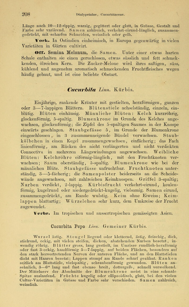 Länge nach 10—12-rippig, warzig, gegittert oder glatt, in Grösse, Gestalt und Farbe sehr variirend. Samen zahlreich, verkehrt-eirund-länglich, zusammen- gedrückt, mit «scharfen Schneiden, weisslich oder gelb. Vorli. In Ostindien einheimisch, in Europa gegenwärtig in vielen Varietäten in Gärten cultivirt. Off« Semina Melonum, die Samen. Unter einer etwas harten Schale enthalten sie einen geruchlosen, etwas süsslich und fett schmek- kenden, ölreichen Kern. Die Zucker-Melone wird ihres saftigen, süss, kühlend und angenehm aromatisch schmeckenden Fruchtfleisches wegen häufig gehaut, und ist eine beliebte Obstart. Cucurbita Linn. Kürbis. Einjährige, rankende Kräuter mit gestielten, herzförmigen, ganzen oder 3—7-lappigen Blättern. Blütenstiele achselständig, einzeln, ein- blütig. Blüten einhäusig. Männliche Blüten: Kelch kurzröhrig, glockenförmig, 5-spaltig. Blumenkrone im Grunde des Kelches ange- wachsen, glockenförmig; die Zipfel des 5-spaltigen Saumes in der Knospe einwärts geschlagen. Staubgefässe 5, im Grunde der Blumenkrone eingeschlossen, in 3 zusammenneigende Bündel verwachsen. Staub- kölbchen in einen Kegel zusammengewachsen, einfächerig; das Fach linienförmig, am Bücken des nicht verlängerten und nicht verdickten Connectivs in mehreren Längs Windungen angewachsen. Weibliche Blüten: Kelchröhre eiförmig-länglich, mit den Fruchtknoten ver- wachsen; Saum oberständig, 5-spaltig. Blumenkrone wie bei der männlichen Blüte. Staubgefässe unfruchtbar. Fruchtknoten unter- ständig, 3—5-fächerig; die Samenpolster beiderseits an die Scheide- wände angewachsen, mit zahlreichen Keimknospen. Griffel 3-spaltig; Narben verdickt, 2-lappig. Kürbisfrucht verkehrt-eirund, keulen- förmig, kugelrund oder niedergedrückt-kugelig, vielsamig. Samen eirund, zusammengedrückt, am Bande wulstig. Keim ohne Eiweiss; Keim- lappen blattartig; Würzelchen sehr kurz, dem Umkreise der Frucht zugewendet. Ves-lsr. Im tropischen und aussertropischen gemässigten Asien. Cucurbita Pepo Linn. Gemeiner Kürbis. Wurzel ästig. Stengel liegend oder kletternd, ästig, fleischig, dick, stielrund, eckig, mit vielen steifen, dicken, abstehenden Narben besetzt, in- wendig röhrig. Blätter gross, lang gestielt, im Umrisse rundlich-herzförmig oder fast 3-eckig, handförmig 5—7-lappig, auf beiden Flächen, besonders auf den stark hervortretenden Nerven der unteren Fläche, und an den Blattstielen dicht mit Haaren besetzt; Lappen stumpf am Rande scharf gezähnt. Ranken seitlich am Blattstiele, vielspaltig, schraubenförmig gewunden. Blüten an- sehnlich, 3—6 lang und fast ebenso breit, dottergelb, schnell verwelkend. Der Mittelnerv der Abschnitte der Blumenkrone meist in eine schmale Spitze auslaufend. Früchte kugelig oder ellipsoidisch, glatt, bei den vielen Cultur-Varietäten in Grösse und Farbe sehr verschieden. Samen zahlreich, weisslich.