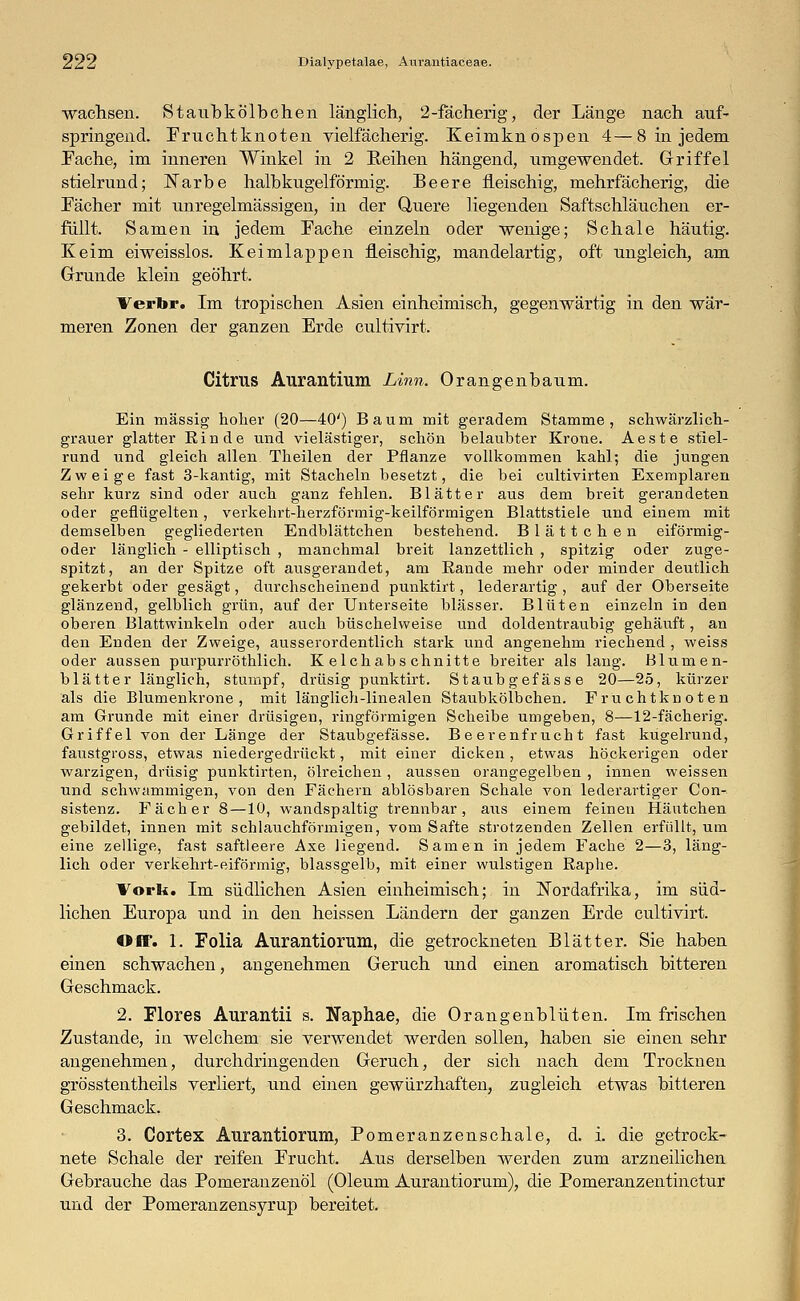 wachsen. Staubkölbchen länglich, 2-fächerig, der Lange nach auf- springend. Fruchtknoten vielfächerig. Keimknospen 4—8 in jedem Fache, im inneren Winkel in 2 Reihen hängend, umgewendet. Griffel stielrund; Narbe halbkugelförmig. Beere fleischig, mehrfächerig, die Fächer mit unregelmässigen, in der Quere liegenden Saftschläuchen er- füllt. Samen in jedem Fache einzeln oder wenige; Schale häutig. Keim eiweisslos. Keimlappen fleischig, mandelartig, oft ungleich, am Grunde klein geöhrt. Verbr. Im tropischen Asien einheimisch, gegenwärtig in den wär- meren Zonen der ganzen Erde cultivirt. Citrus Aurantium Linn, Orangenbaum. Ein massig hoher (20—40') Baum mit geradem Stamme, schwärzlich- grauer glatter Ein de und vielästiger, schön belaubter Krone. Aeste stiel- rund und gleich allen Theilen der Pflanze vollkommen kahl; die jungen Zweige fast 3-kantig, mit Stacheln besetzt, die bei cultivirten Exemplaren sehr kurz sind oder auch ganz fehlen. Blätter aus dem breit gerandeten oder geflügelten, verkehrt-herzförmig-keilförmigen Blattstiele und einem mit demselben gegliederten Endblättchen bestehend. Blättchen eiförmig- oder länglich - elliptisch , manchmal breit lanzettlich , spitzig oder zuge- spitzt, an der Spitze oft ausgerandet, am Rande mehr oder minder deutlich gekerbt oder gesägt, durchscheinend punktirt, lederartig , auf der Oberseite glänzend, gelblich grün, auf der Unterseite blässer. Blüten einzeln in den oberen Blattwinkeln oder auch büschelweise und doldentraubig gehäuft, an den Enden der Zweige, ausserordentlich stark und angenehm riechend , weiss oder aussen purpurröthlich. Kelchabschnitte breiter als lang. Blumen- blätter länglich, stumpf, drüsig punktirt. Staubgefässe 20—25, kürzer als die Blumenkrone, mit länglich-linealen Staubkölbchen. Fruchtknoten am Grunde mit einer drüsigen, ringförmigen Scheibe umgeben, 8—12-fächerig. Griffel von der Länge der Staubgefässe. Beerenfrucht fast kugelrund, faustgross, etwas niedergedrückt, mit einer dicken, etwas höckerigen oder warzigen, drüsig punktirten, ölreichen, aussen orangegelben , innen weissen und schwammigen, von den Fächern ablösbaren Schale von lederartiger Con- sistenz. Fächer 8 —10, wandspaltig trennbar, aus einem feinen Häutchen gebildet, innen mit schlauchförmigen, vom Safte strotzenden Zellen erfüllt, um eine zellige, fast saftleere Axe liegend. Samen in jedem Fache 2—3, läng- lich oder verkehrt-eiförmig, blassgelb, mit einer wulstigen Raphe. lork. Im südlichen Asien einheimisch; in ISTordafrika, im süd- lichen Europa und in den heissen Ländern der ganzen Erde cultivirt. Off. 1. Folia Aurantiorum, die getrockneten Blätter. Sie haben einen schwachen, angenehmen Geruch und einen aromatisch bitteren Geschmack. 2. Flores Aurantii s. Naphae, die Orangenblüten. Im frischen Zustande, in welchem sie verwendet werden sollen, haben sie einen sehr angenehmen, durchdringenden Geruch, der sich nach dem Trocknen grösstentheils verliert, und einen gewürzhaften, zugleich etwas bitteren Geschmack. 3. Cortex Aurantiorum, Pomeranzenschale, d. i. die getrock- nete Schale der reifen Frucht. Aus derselben werden zum arzneilichen Gebrauche das Pomeranzenöl (Oleum Aurantiorum), die Pomeranzentinctur und der Pomeranzensyrup bereitet.