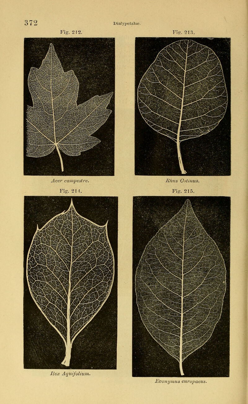 Fitr. 213. Acer campestre. Fiff. 211. Uhus Ootinus. Fiff. 215. Hex Aquij'olium.