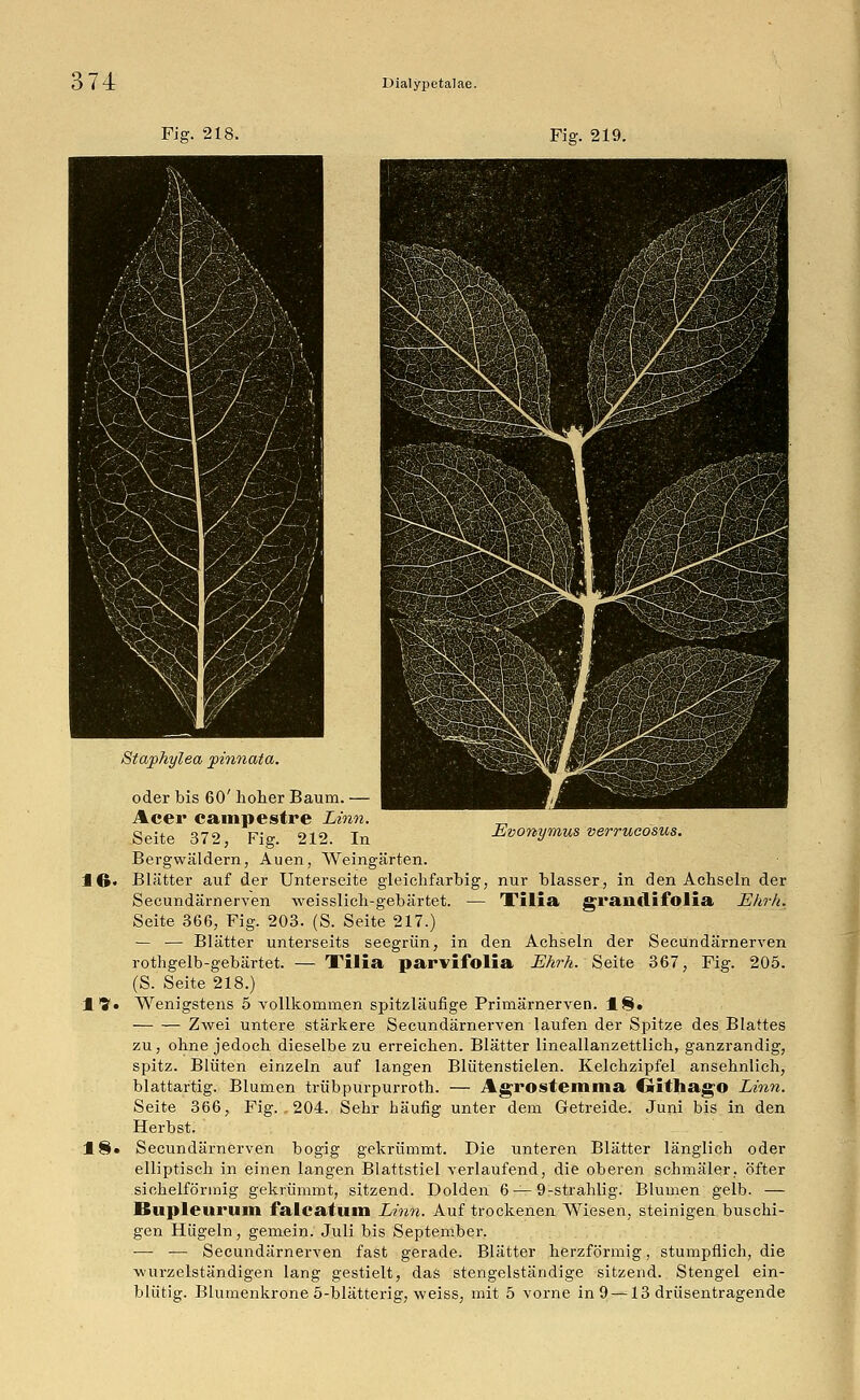 Fig. 218. Fig. 219. Evonymus verrucosus. oder bis 60' hoher Baum. Acer campestre Linn. Seite 372, Fig. 212. In Bergwäldern, Auen, Weingärten. 16. Blätter auf der Unterseite gleichfarbig, nur blasser, in den Achseln der Secundärnerven weisslich-gebärtet. — Tilia grandifolia Ekrh. Seite 366, Fig. 203. (S. Seite 217.) — — Blätter unterseits seegrün, in den Achseln der Secundärnerven rothgelb-gebärtet. — Tilia parvifolia Ehrh. Seite 367, Fig. 205. (S. Seite 218.) 4'S» Wenigstens 5 vollkommen spitzläufige Primärnerven. 18. Zwei untere stärkere Secundärnerven laufen der Spitze des Blattes zu, ohne jedoch dieselbe zu erreichen. Blätter lineallanzettlich, ganzrandig, spitz. Blüten einzeln auf langen Blütenstielen. Kelchzipfel ansehnlich, blattartig. Blumen trübpurpurroth. — Agrostemma Öithago Linn. Seite 366, Fig. .204. Sehr häufig unter dem Getreide. Juni bis in den Herbst. 18» Secundärnerven bogig gekrümmt. Die unteren Blätter länglich oder elliptisch in einen langen Blattstiel verlaufend, die oberen schmäler, öfter sichelförmig gekrümmt, sitzend. Dolden 6 —9-strahlig. Blumen gelb. — Bupleurum falcatum Linn. Auf trockenen Wiesen, steinigen buschi- gen Hügeln, gemein. Juli bis September. — — Secundärnerven fast gerade. Blätter herzförmig, stumpflich, die wurzelständigen lang gestielt, das stengelständige sitzend. Stengel ein- blütig. Blumenkrone 5-blätterig, weiss, mit 5 vorne in 9 —13 drüsentragende