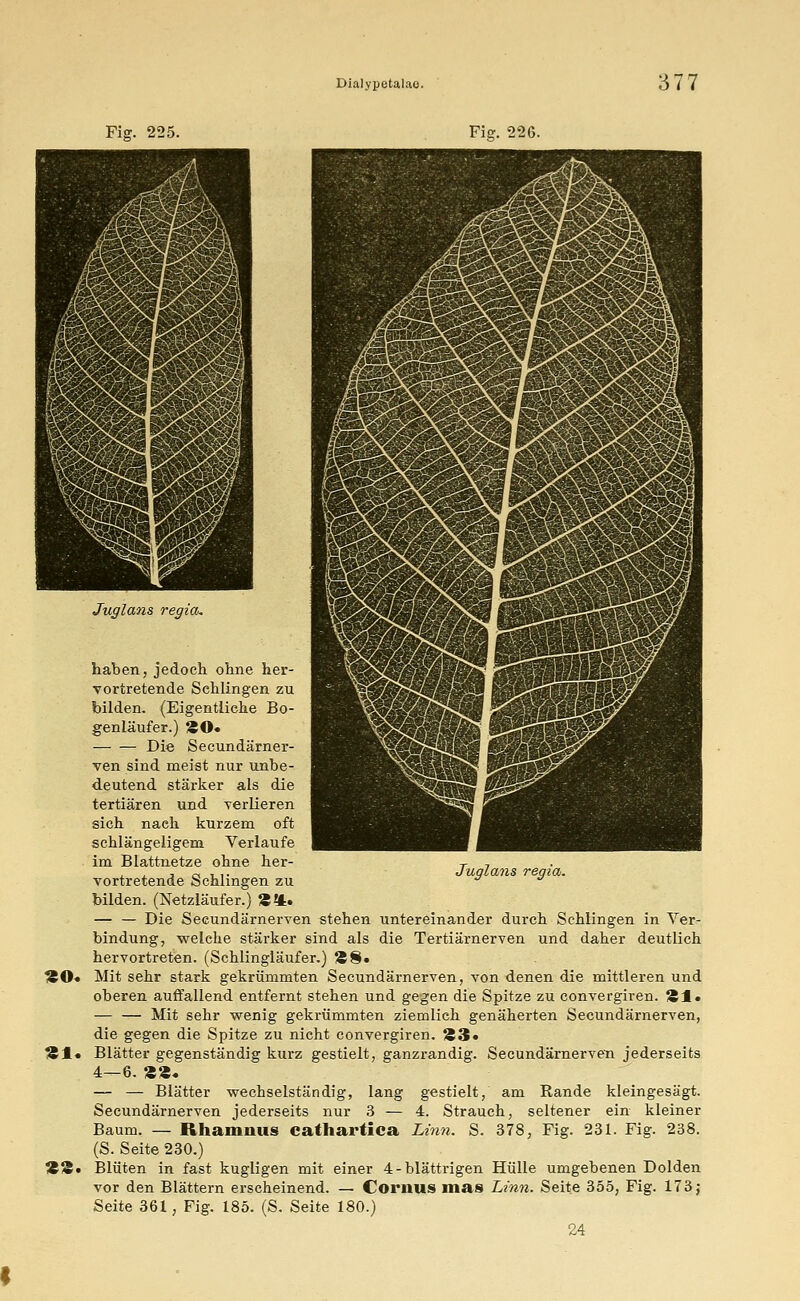 Fig. 225. Fig. 226. Juglans regia. «O. *1. «3. Juglans regia. haben, jedoch ohne her- vortretende Sehlingen zu bilden. (Eigentliche Bo- genläufer.) ÄO« Die Secundärner- ven sind meist nur unbe- deutend stärker als die tertiären und verlieren sich naeh kurzem oft schlängeligem Verlaufe im Blattnetze ohne her- vortretende Schlingen zu bilden. (Netzläufer.) Ä*. Die Secundärnerven stehen untereinander durch Sehlingen in Ver- bindung, welche stärker sind als die Tertiärnerven und daher deutlich hervortreten. (Schlingläufer.) £8« Mit sehr stark gekrümmten Secundärnerven, von denen die mittleren und oberen auffallend entfernt stehen und gegen die Spitze zu convergiren. Äl» — — Mit sehr wenig gekrümmten ziemlich genäherten Secundärnerven, die gegen die Spitze zu nieht convergiren. £3« Blätter gegenständig kurz gestielt, ganzrandig. Secundärnerven jederseits 4—6. £2. — — Blätter wechselständig, lang gestielt, am Rande kleingesägt. Secundärnerven jederseits nur 3 — 4. Strauch, seltener ein kleiner Baum. — Rhamnus cathartica Idnn. S. 378, Fig. 231. Fig. 238. (S. Seite 230.) Blüten in fast kugligen mit einer 4-blättrigen Hülle umgebenen Dolden vor den Blättern erscheinend. — Cornus mas L-inn. Seite 355, Fig. 173$ Seite 361, Fig. 185. (S. Seite 180.) 24