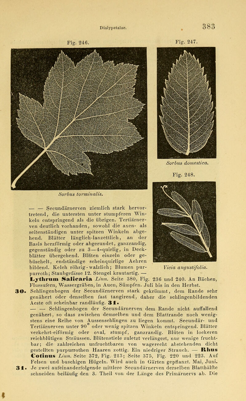 Fig. 246. Fig. 247. 30. 31. Sorbus domestica, Fig. 248. Sorbus torminalis. — — Secundärnerven ziemlich stark hervor- tretend, die untersten unter stumpferen Win- keln entspringend als die übrigen. Tertiärner- ven deutlich vorhanden, sowohl die axen- als seitenständigen unter spitzen'Winkeln abge- hend. Blätter länglich-lanzettlich, an der Basis herzförmig oder abgerundet, ganzrandig, gegenständig oder zu 3 — 4-quirlig, in Deck- blätter übergehend. Blüten einzeln oder ge- huschelt, endständige scheinquirlige Aehren bildend. Kelch röhrig -walzlich; Blumen pur- purroth; Staubgefässe 12. Stengel krautartig. — tiythrum Salicaria Linn. Seite 380, Fig. 236 und 240. An Bächen, Flussufern, Wassergräben, in Auen, Sümpfen. Juli bis in den Herbst. Schlingenbogen der Secundärnerven stark gekrümmt, dem Rande sehr genähert oder denselben fast tangirend, daher die schlingenbildenden Aeste oft scheinbar randläufig. 3 J« — — Schlingenbogen der Secundärnerven dem Rande nicht auffallend genähert, so dass zwischen demselben und dem Blattrande noch wenig- stens eine Reihe von Aussenschlingen zu liegen kommt. Secundär- und Tertiärnerven unter 90 oder wenig spitzen Winkeln entspringend. Blätter verkehrt-eiförmig oder oval, stumpf, ganzrandig. Blüten in lockeren reichblütigen Sträussen. Blütenstiele zuletzt verlängert, nur wenige frucht- bar; die zahlreichen unfruchtbaren von wagerecht abstehenden dicht gestellten purpurrothen Haaren zottig. Ein niedriger Strauch. — Rhus Cotinus Linn. Seite 372, Fig. 213; Seite 375, Fig. 220 und 223. Auf Felsen und buschigen Hügeln. Wird auch in Gärten gepflanzt. Mai, Juni. Je zwei aufeinanderfolgende mittlere Secundärnerven derselben Blatthälfte schneiden beiläufig den 3. Theil von der Länge des Primärnervs ab. Die Vicia angustifolia.