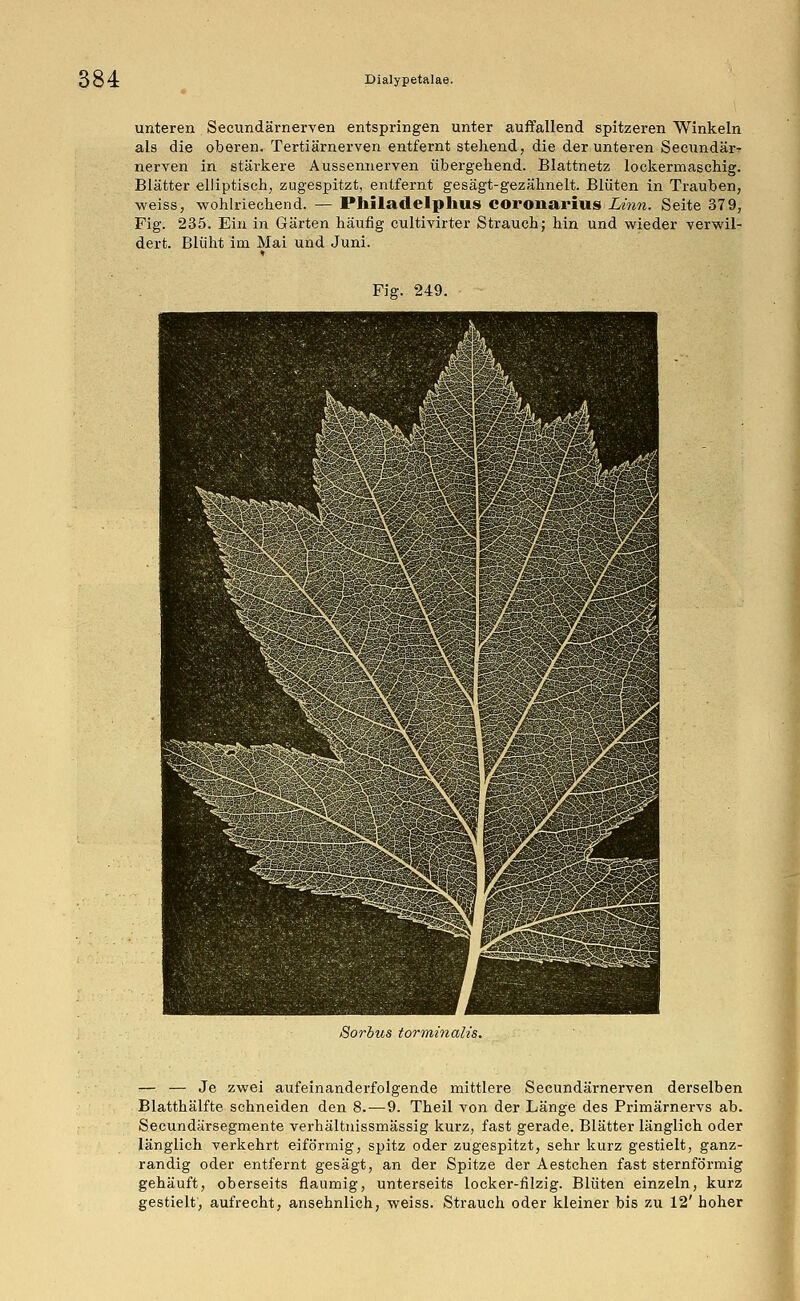 unteren Secundärnerven entspringen unter auffallend spitzeren Winkeln als die oberen. Tertiärnerven entfernt stehend, die der unteren Secundär^ nerven in stärkere Aussennerven übergehend. Blattnetz lockermaschig. Blätter elliptisch, zugespitzt, entfernt gesägt-gezähnelt. Blüten in Trauben, weiss, wohlriechend. — Philadelphia COronarius Linn. Seite 379, Fig. 235. Ein in Gärten häufig cultivirter Strauch; hin und wieder verwil- dert. Blüht im Mai und Juni. ♦ Fig. 249. Sorbus torminalis. — — Je zwei aufeinanderfolgende mittlere Secundärnerven derselben Blatthälfte schneiden den 8. — 9. Theil von der Länge des Primärnervs ab. Secundärsegmente verhältnissmässig kurz, fast gerade. Blätter länglich oder länglich verkehrt eiförmig, spitz oder zugespitzt, sehr kurz gestielt, ganz- randig oder entfernt gesägt, an der Spitze der Aestchen fast sternförmig gehäuft, oberseits flaumig, unterseits locker-filzig. Blüten einzeln, kurz gestielt, aufrecht, ansehnlich, weiss. Strauch oder kleiner bis zu 12' hoher