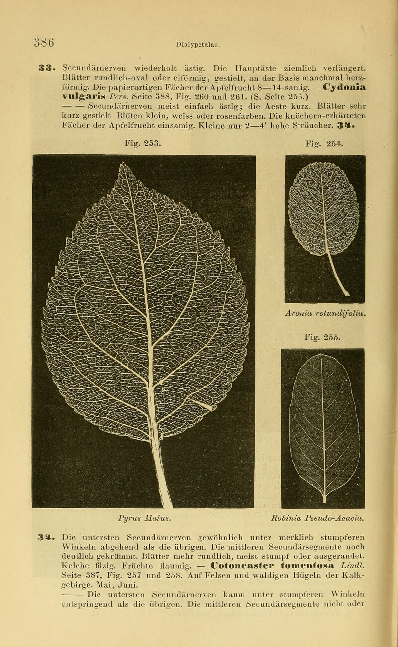 33. Secundärnerven wiederholt ästig. Die Hauptäste ziemlich verlängert. Blätter rundlich-oval oder eiförmig, gestielt, an der Basis manchmal herz- förmig. Die papierartigen Fächer der Apfelfrucht 8—14-samig. -— Cydoilia vulgaris Fers. Seite 388, Fig. 260 und 261. (S. Seite 256.) Secundärnerven meist einfach ästig; die Aeste kurz. Blätter sehr kurz gestielt Blüten klein, weiss oder rosenfarben. Die knöchern-erhärteten Fächer der Apfelfrucht einsamig. Kleine nur 2—4' hohe Sträucher. 3*t» Fig. 253. 254. Aronia rotundifolia. Fig. 255. Pyrus Malus. Robinia Pseudo-Acacia. 34. Die untersten Secundärnerven gewöhnlich unter merklich stumpferen Winkeln abgehend als die übrigen. Die mittleren Secundärsegmente noch deutlich gekrümmt. Blätter mehr rundlich, meist stumpf oder ausgerandet. Kelche filzig. Früchte flaumig. — Cotoneaster tomentosa Lindl. Seite 387, Fig. 257 und 258. Auf Felsen und waldigen Hügeln der Kalk- gebirge. Mai, Juni. Die untersten Secundärnerven kaum unter stumpferen Winkeln entspringend als die übrigen. Die mittleren Secundärsegmente nicht oder