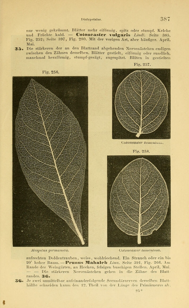 nur wenig gekrümmt. Blätter mehr eiförmig, spitz oder stumpf. Kelche und Früchte kahl. — Coioneaster vulgaris Lindl. Seite 385, Fig. 252; Seite 397, Fig. 280. Mit der vorigen Art, aber häufiger. April, Mai. 35» Die stärkeren der an den Blattrand abgehenden Nervenästchen endigen zwischen den Zähnen desselben. Blätter gestielt, eiförmig oder rundlich, manchmal herzförmig, stumpf-gesägt, zugespitzt. Blüten in gestielten Fig. 257. Fig. 256. (Jotoneaster iumentoct. Fiff. 258. AlespiLus germanica. (Jotoneaster toiuentosa. 3G. aufrechten Doldentrauben, weiss, wohlriechend. Ein Strauch oder ein bis 20' hoher Baum.—Prunus Mahalel» Linn. Seite 391, Fig. 266. Am Rande der Weingärten, an Hecken, felsigen buschigen Stellen. April, Mai. — — Die stärkeren Nervenästchen gehen in die Zähne des Blatt- randes. 36* Je zwei unmittelbar aufeinanderfolgende Secundärnerven derselben Blatt- hälfte schneiden kaum den 12. Theil von der Länge des Primärnervs ab.