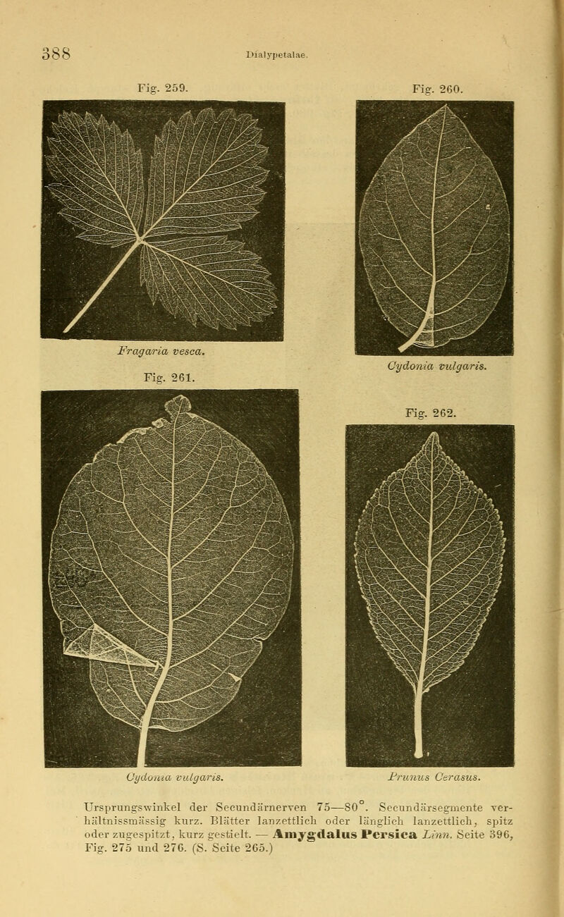 Fig. 259. Fie. 260. Fragaria vesca. Fier. 261. Cydonia vulgaris. Fig. 262. Oydonta vulgaris. Prunus Gerasus. Ursprungswinkel der Secundärneryen 75—SO . Seeundärsegmente ver- hältnissmässig kurz. Blätter lanzettlick oder länglich lanzettlich, spitz oder zugespitzt, kurz gestielt. — Amygdalus Persica Linn. Seite 396, Fig. 275 und 270. (S. Seite 265.)