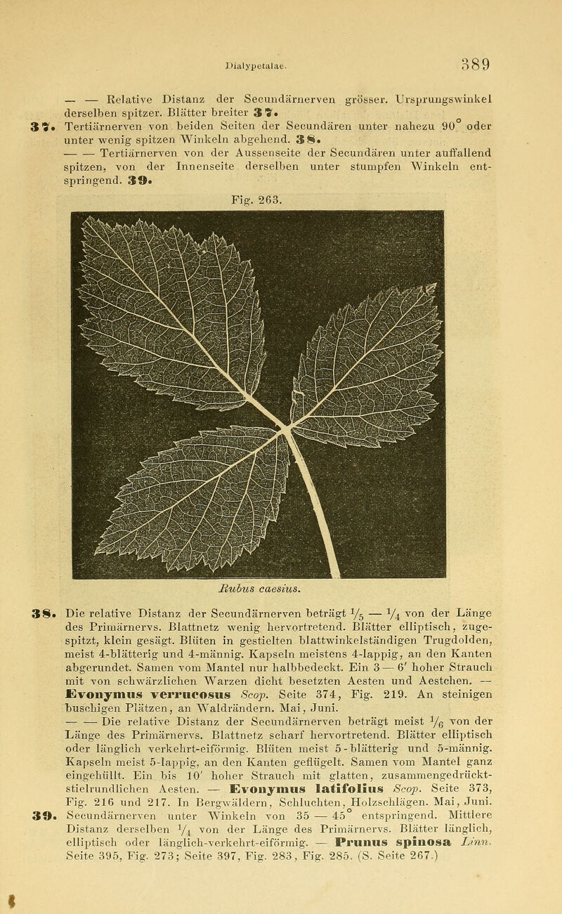 3 7. — — Relative Distanz der Secundärnerven grösser. Ursprungswinkel derselben spitzer. Blätter breiter 3 f. Tertiärnerven von. beiden Seiten der Seoundären unter nahezu 90 oder unter wenig spitzen Winkeln abgebend. 38» Tertiärnerven von der Aussenseite der Seeundären unter auffallend spitzen, von der Innenseite derselben unter stumpfen Winkeln ent- springend. 39» Fig. 263. 38. 30. Ruhus caesius. Die relative Distanz der Secundärnerven beträgt y5 — y4 von der Länge des Primärnervs. Blattnetz wenig hervortretend. Blätter elliptisch, zuge- spitzt, klein gesägt. Blüten in gestielten blattwinkelständigen Trugdolden, meist 4-blätterig und 4-männig. Kapseln meistens 4-lappig, an den Kanten abgerundet. Samen vom Mantel nur halbbedeckt. Ein 3—6' hoher Strauch mit von schwärzlichen Warzen dicht besetzten Aesten und Aestchen. — Evonymus verrucosus Scop. Seite 374, Fig. 219. An steinigen buschigen Plätzen, an Waldrändern. Mai, Juni. — —■ Die relative Distanz der Secundärnerven beträgt meist ye von der Länge des Primärnervs. Blattnetz scharf hervortretend. Blätter elliptisch oder länglich verkehrt-eiförmig. Blüten meist 5-blätterig und 5-männig. Kapseln meist 5-lappig, an den Kanten geflügelt. Samen vom Mantel ganz eingehüllt. Ein bis 10' hoher Strauch mit glatten, zusammengedrückt- stielrundlichen Aesten. — Evonymus latifolius Scop. Seite 373, Fig. 216 und 217. In Bergwäldern, Schluchten, Holzschlägen. Mai, Juni. Secundärnerven unter Winkeln von 35 — 45 entspringend. Mittlere Distanz derselben J/4 von der Länge des Primärnervs. Blätter länglich, elliptisch oder länglich-verkehrt-eiförmig. — Prunus spinosa Lmn, Seite 395, Fig. 273; Seite 397, Fig. 283, Fig. 285. (S. Seite 267.)