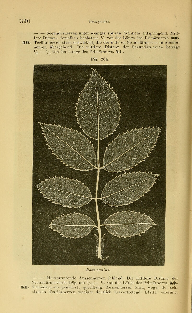 — — Secundärnerven unter weniger spitzen Winkeln entspringend. Mitt- lere Distanz derselben höchstens 1/r) von der Länge des Primärnervs. 4-0« 40* Tertiärnerven stark entwickelt, die der unteren Secundärnerven in Aussen- nerven, übergehend. Die mittlere Distanz der Secundärnerven beträgt y6 — y5 von der Länge des Primärnervs. ^1. Fig. 264. Rosa canina. — — Hervortretende Aussennerven fehlend. Die mittlere Distanz der Secundärnerven beträgt nur i/10 — ]/7 von der Länge des Primärnervs. %'£• ?H» Tertiärnerven genähert, querläufig. Aussennerven kurz, wegen der sehr starken Tertiärnerven weniger deutlich hervortretend. Blätter eiförmig,
