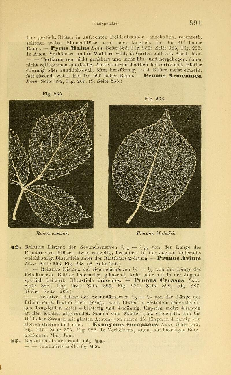 .91 lang gestielt. Blüten in aufrechten Doldentrauben, ansehnlich, rosenroth, seltener weiss. Blumenblätter oval oder länglich. Ein bis 40' hoher Baum. — Pyrus Malus Linn. Seite 385, Fig. 250; Seite 386, Fig. 253. In Auen, Vorhölzern und in Wäldern wild; in Gärten cultivirt. April, Mai. Tertiärnerven nicht genähert und mehr hin- und hergebogen, daher nicht vollkommen querläufig. Aussennerven deutlich hervortretend. Blätter eiförmig oder rundlich-oval, öfter herzförmig, kahl. Blüten meist einzeln, fast sitzend, weiss. Ein 10—20' hoher Baum. — Prunus Arineniaca Linn. Seite 392, Fig. 267. (S. Seite 268.) Fig. 265. Fig. 266. Hubus eaesius. Prunus Mahaleh. l±%* Relative Distanz der Secundärnerven 1/rä — yi2 von der Länge des Primärnervs. Blätter etwas runzelig, besonders in der Jugend unterseits weichhaarig. Blattstiele unter der Blattbasis 2-drüsig. — Prunus Avium Linn. Seite 393, Fig. 268. (S. Seite 266.) — — Relative Distanz der Secundärnerven y9 — y8 von der Länge des Primärnervs. Blätter lederartig, glänzend, kahl oder nur in der Jugend spärlich behaart. Blattstiele drüsenlos. — Prunus Ccrasus Linn. Seite 388, Fig. 262; Seite 393, Fig. 270; Seite 398, Fig. 287. (Siehe Seite 268.) %3« Primärnervs. Blätter klein gesägt, kahl. Blüten in gestielten seitenständi- gen Trugdolden meist 4-blätterig und 4-männig. Kapseln meist 4-lappig an .den Kanten abgerundet. Samen vom Mantel ganz eingehüllt. Ein bis 10' hoher Strauch mit glatten Aesten, von denen die jüngeren 4-käntig, die älteren stielrundlich sind. — Evonyinus europaeus Lina. Seite 372, Fig. 215; Seite 375, Fig. 222. In Vorhölzern, Auen, auf buschigen Berg- abhängen. Mai, Juni. Nervation einfach randläufig, ^it» combinirt-randläufig. ff?»