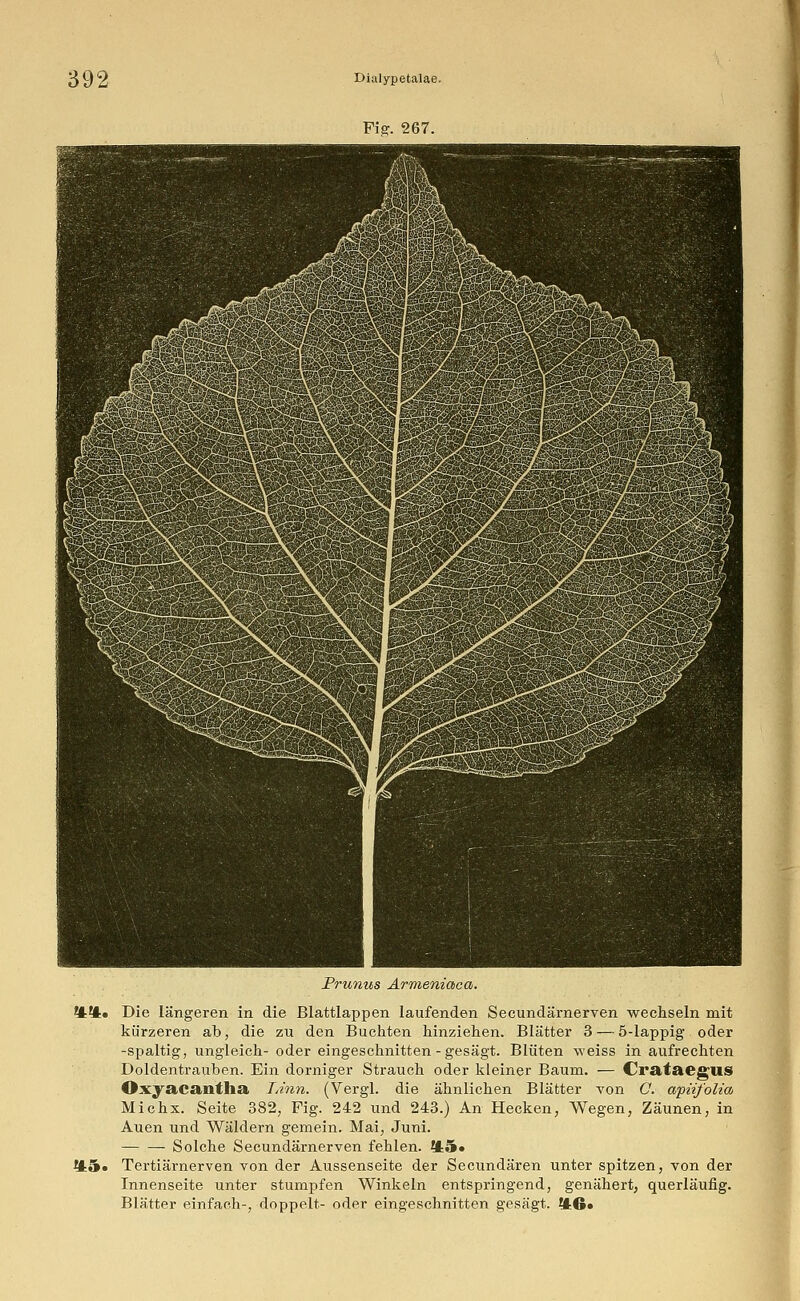 Prunus Armeniaca. *t*t« Die längeren in die Blattlappen laufenden Secundärnerven wechseln mit kürzeren ab, die zu den Buchten hinziehen. Blätter 3— 5-lappig oder -spaltig, ungleich- oder eingeschnitten-gesägt. Blüten weiss in aufrechten Doldentrauben. Ein dorniger Strauch oder kleiner Baum. — Crataegus Oxyacantha Idnn. (Vergl. die ähnlichen Blätter von C. apiifolia Michx. Seite 382, Fig. 242 und 243.) An Hecken, Wegen, Zäunen, in Auen und Wäldern gemein. Mai, Juni. Solche Secundärnerven fehlen. *45» m» Tertiärnerven von der Aussenseite der Seeundären unter spitzen, von der Innenseite unter stumpfen Winkeln entspringend, genähert, querläufig. Blätter einfach-, doppelt- oder eingeschnitten gesägt. t£6*