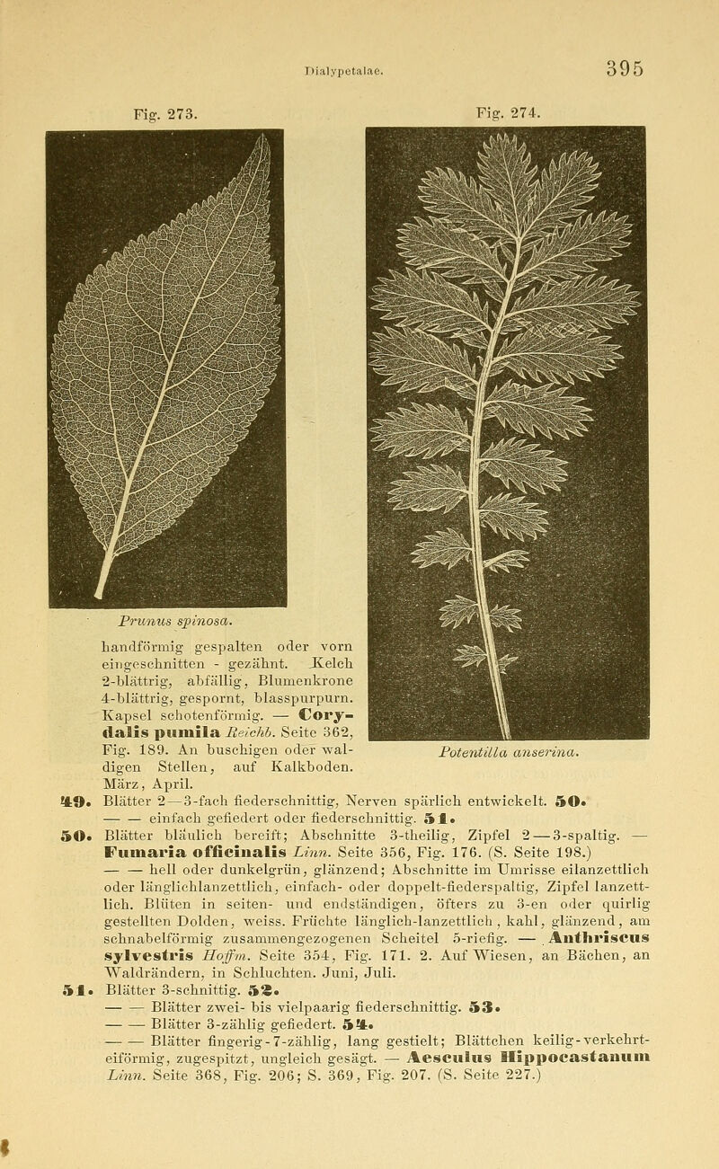 Fig. 273. Fig. 274. Potentilla anserina. Prunus spinosa. bandförmig gespalten oder vorn eingeschnitten - gezähnt. Jielch 2-blättrig, abfällig, Blumenkrone 4-blättrig, gespornt, blasspurpurn. Kapsel schotenförmig. — Cory- clalis puniila Be/c/ib. Seite 362, Fig. 189. An buschigen oder wal- digen Stellen, auf Kalkboden. März, April. ?tO» Blätter 2—3-fach fiederschnittig, Nerven spärlich entwickelt. 50* — — einfach gefiedert oder fiederschnittig. HJ.. 50* Blätter bläulich bereift; Abschnitte 3-theilig, Zipfel 2 — 3-spaltig. — Fumaria officinalis Linn. Seite 356, Fig. 176. (S. Seite 198.) — — hell oder dunkelgrün, glänzend; Abschnitte im Umrisse eilanzettlich oder länglichlanzettlich, einfach- oder doppelt-fiederspaltig, Zipfel lanzett- lich. Blüten in Seiten- und endständigen, öfters zu 3-en oder quirlig gestellten Dolden, weiss. Früchte länglich-lanzettlich, kahl, glänzend, am schnabelförmig zusammengezogenen Scheitel 5-riefig. — . Anthriscus sylvestris Hoffm. Seite 354, Fig. 171. 2. Aufwiesen, an Bächen, an Waldrändern, in Schluchten. Juni, Juli. 51. Blätter 3-schnittig. 5Ä. Blätter zwei- bis vielpaarig fiederschnittig. 53* Blätter 3-zählig gefiedert. 5*4. Blätter fingerig-7-zählig, lang gestielt; Blättchen keilig-verkehrt- eiförmig, zugespitzt, ungleich gesägt. — Aesculus Hippocastanum Linn. Seite 368, Fig. 206; S. 369, Fig. 207. (S. Seite 227.)