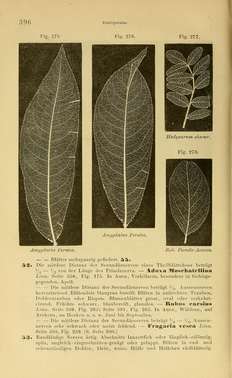 Fig. 277. Hedysarum obscur. Fig. 278. Amygdalus Persica. Amygdalus Persica. Bob. Pseudo-Acacia. — — Blätter mehrpaarig gefiedert. 5 5» ,V*« Die mittlere Distanz der Secundärnerven eines Theilblättchens beträgt x/3 — Y2 von der Länge des Primärnervs. — Adoxa Jfloschatellina Linn. Seite 356, Fig. 175. In Auen, Vorhölzern, besonders in Gebirgs- gegenden. April. Die mittlere Distanz der Secundärnerven beträgt y5. Aussennerven hervortretend. Blütenäste blaugrau bereift. Blüten in aufrechten Trauben, Doldentrauben oder Rispen. Blumenblätter gross, oval oder verkehrt- eirund. Früchte schwarz, blaubereift, glanzlos. — Kubus caesius Linn. Seite 389, Fig. 263; Seite 391, Fig. 265. In Auen, Wäldern, auf Aeckern, an Hecken u. s. w. Juni bis September. Die mittlere Distanz der Secundärnerven beträgt y9 — y8. Aussen- nerven sehr schwach oder meist fehlend. — ftVagaria vesca Linn. Seite 388, Fig. 259. (S. Seite 260.) 53« Randläufige Nerven ästig. Abschnitte lanzettlich oder länglich - eiförmig, spitz, ungleich-eingeschnitten-gesägt oder gelappt. Blüten in end- und seitenständigen Dolden, klein, weiss. Hülle und Hüllchen vielblätterig.