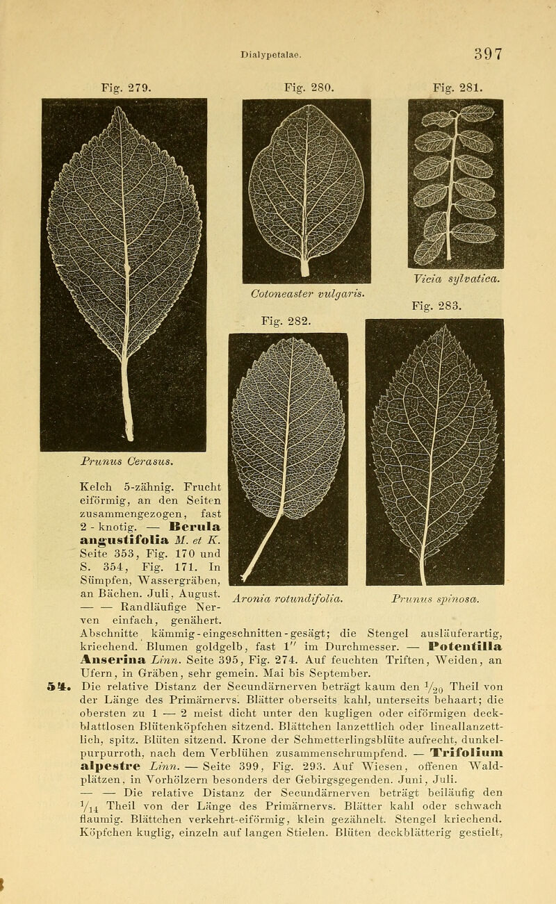 Fig. 280. Fig. 281. Cotoneaster vulgaris Fig. 282. Vicia sylvatiea. Fig. 283. Aroma rotundifolia. Prunus spinosa. 5*. Prunus Cerasus. Kelch 5-zähnig. Frucht eiförmig, an den Seiten zusammengezogen, fast 2 - knotig. — IScrula angustifolia M. et K. Seite 353, Fig. 170 und S. 354, Fig. 171. In Sümpfen, Wassergräben, an Bächen. Juli, August. — — Randläufige Ner- ven einfach, genähert. Abschnitte kämmig-eingeschnitten-gesägt; die Stengel ausläuferartig, kriechend. Blumen goldgelb, fast 1 im Durchmesser. — Potentilla Aiiserina Linn. Seite 395, Fig. 274. Auf feuchten Triften, Weiden, an Ufern, in Gräben, sehr gemein. Mai bis September. Die relative Distanz der Secundärnerven beträgt kaum den ^o Theil von der Länge des Primärnervs'. Blätter oberseits kahl, unterseits behaart; die obersten zu 1 — 2 meist dicht unter den kugligen oder eiförmigen deck- blattlosen Blütenköpfchen sitzend. Blättchen lanzettlich oder lineallanzett- lieh, spitz. Blüten sitzend. Krone der Schmetterlingsblüte aufrecht, dunkel- purpurroth, nach dem Verblühen zusammenschrumpfend. — Trifolium alpestre Linn. — Seite 399, Fig. 293. Auf Wiesen, offenen Wald- plätzen, in Vorhölzern besonders der Gebirgsgegenden. Juni, Juli. — — Die relative Distanz der Secundärnerven beträgt beiläufig den Yjj. Theil von der Länge des Primärnervs. Blätter kahl oder schwach flaumig. Blättchen verkehrt-eiförmig, klein gezähnelt. Stengel kriechend. Köpfchen kuglig, einzeln auf langen Stielen. Blüten deckblätterig gestielt,