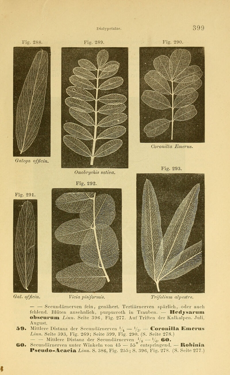 Gal. officin. Vicia pisiformis. Trifolium alpestre. — — Secundärnerven fein, genähert. Tertiärnerven spärlich, oder auch fehlend. Blüten ansehnlich, purpurroth in Trauben. — Hedysarum obscurum Linn. Seite 396, Fig. 277. Auf Triften der Kalkalpen. Juli, August. 59. Mittlere Distanz der Secundärnerven % — l/3. — Coronilla Emerus Linn. Seite 393, Fig. 269; Seite 399, Fig. 290. (S. Seite 278.) — —■ Mittlere Distanz der Secundärnerven 1/8 — y6. 60. 60* Secundärnerven unter Winkeln von 45 — 55 entspi'ingend. — Rohinia Pseudo-Acacia Linn. S. 386, Fig. 255; S. 396, Fig. 278. (S. Seite 277.)