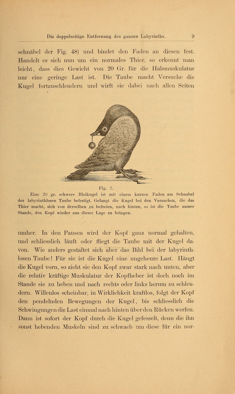 schnäbel der Fig. 48) und bindet den Faden an diesen fest. Handelt es sich nun um ein normales Thier, so erkennt man leicht, dass dies Gewicht von 20 Gr. für die Halsmuskulatur nur eine geringe Last ist. Die Taube macht Versuche die Kugel fortzuschleudern und wirft sie dabei nach allen Seiten Fig. 2. Eine 20 gr. schwere Bleikugel ist mit einem kurzen Faden am Schnabel der labyrinthlosen Taube befestigt. Gelangt die Kugel bei den Versuchen, die das Thier macht, sich von derselben zu befreien, nach hinten, so ist die Taube ausser Stande, den Kopf wieder aus dieser Lage zu bringen. umher. In den Pausen wird der Kopf ganz normal gehalten, und schliesslich läuft oder fliegt die Taube mit der Kugel da- von. Wie anders gestaltet sich aber das Bild bei der labyrinth- losen Taube! Für sie ist die Kugel eine ungeheure Last. Hängt die Kugel vorn, so zieht sie den Kopf zwar stark nach unten, aber die relativ kräftige Muskulatur der Kopfheber ist doch noch im Stande sie zu heben und nach rechts oder links herum zu schleu- dern. Willenlos scheinbar, in Wirklichkeit kraftlos, folgt der Kopf den pendelnden Bewegungen der Kugel, bis schliesslich die Schwingungen die Last einmal nach hinten über den Rücken werfen. Dann ist sofort der Kopf durch die Kugel gefesselt, denn die ihn sonst hebenden Muskeln sind zu schwach um diese für ein nor-