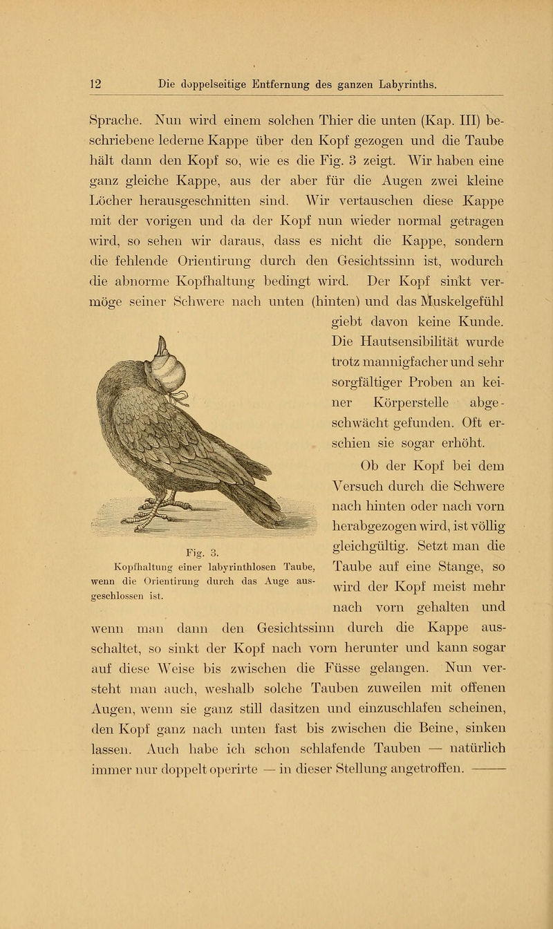 Sprache. Nun wird einem solchen Thier die unten (Kap. III) be- schriebene lederne Kappe über den Kopf gezogen und die Taube hält dann den Kopf so, wie es die Fig. 3 zeigt. Wir haben eine ganz gleiche Kappe, aus der aber für die Augen zwei kleine Löcher herausgeschnitten sind. Wir vertauschen diese Kappe mit der vorigen und da der Kopf nun wieder normal getragen wird, so sehen wir daraus, dass es nicht die Kappe, sondern die fehlende Orientirung durch den Gesichtssinn ist, wodurch die abnorme Kopfhaltung bedingt wird. Der Kopf sinkt ver- möge seiner Schwere nach unten (hinten) und das Muskelgefühl giebt davon keine Kunde. Die Hautsensibilität wurde trotz mannigfacher und sehr sorgfältiger Proben an kei- ner Körperstelle abge - schwächt gefunden. Oft er- schien sie sogar erhöht. Ob der Kopf bei dem Versuch durch die Schwere nach hinten oder nach vorn herabgezogen wird, ist völlig gleichgültig. Setzt man die Taube auf eine Stange, so wird der Kopf meist mehr nach vorn gehalten und wenn man dann den Gesichtssinn durch die Kappe aus- schaltet, so sinkt der Kopf nach vorn herunter und kann sogar auf diese Weise bis zwischen die Füsse gelangen. Nun ver- steht man auch, weshalb solche Tauben zuweilen mit offenen Augen, wenn sie ganz still dasitzen und einzuschlafen scheinen, den Kopf ganz nach unten fast bis zwischen die Beine, sinken lassen. Auch habe ich schon schlafende Tauben — natürlich immer nur doppelt operirte — in dieser Stellung angetroffen. Fig. 3. Kopfhaltung einer labyrinthlosen Taube, wenn die Orientirung durch das Auge aus- geschlossen ist.