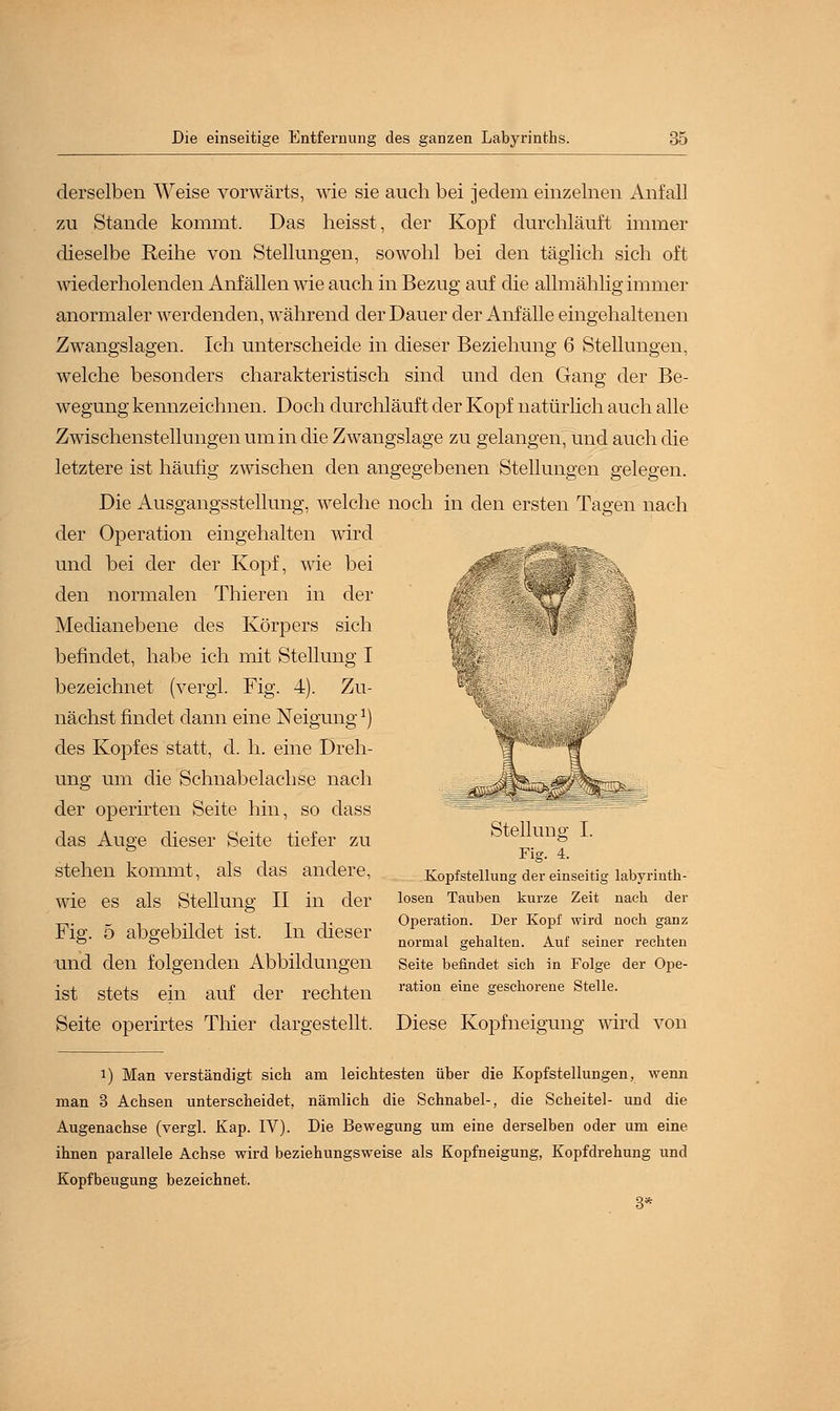 derselben Weise vorwärts, wie sie auch bei jedem einzelnen Anfall zu Stande kommt. Das heisst, der Kopf durchläuft immer dieselbe Reihe von Stellungen, sowohl bei den täglich sich oft wiederholenden Anfällen wie auch in Bezug auf die allmählig immer anormaler werdenden, während der Dauer der Anfälle eingehaltenen Zwangslagen. Ich unterscheide in dieser Beziehung 6 Stellungen, welche besonders charakteristisch sind und den Gang der Be- wegung kennzeichnen. Doch durchläuft der Kopf natürlich auch alle Zwischenstellungen um in die Zwangslage zu gelangen, und auch die letztere ist häufig zwischen den angegebenen Stellungen gelegen. Die Ausgangsstellung, welche noch in den ersten Tagen nach der Operation eingehalten wird und bei der der Kopf, wie bei den normalen Thieren in der am '?* Medianebene des Körpers sich f. . ; '$ befindet, habe ich mit Stellung I ' ;, ■ ■ bezeichnet (vergl. Fig. 4). Zu- ü^. |P nächst findet dann eine Neigung*) des Kopfes statt, d. h. eine Dreh- ung um die Schnabelachse nach der operirten Seite hin, so dass das Auge dieser Seite tiefer zu stehen kommt, als das andere, wie es als Stellung II in der Fig. 5 abgebildet ist. In dieser und den folgenden Abbildungen ist stets ein auf der rechten T;-V'tf iL JL Stellung I. Fig. 4. Kojjfstellung der einseitig labyrinth- losen Tauben kurze Zeit nach der Operation. Der Kopf wird noch ganz normal gehalten. Auf seiner rechten Seite befindet sich in Folge der Ope- ration eine geschorene Stelle. Seite operirtes Thier dargestellt. Diese Kopfneigung wird von i) Man verständigt sich am leichtesten über die Kopfstellungen, wenn man 3 Achsen unterscheidet, nämlich die Schnabel-, die Scheitel- und die Augenachse (vergl. Kap. IV). Die Bewegung um eine derselben oder um eine ihnen parallele Achse wird beziehungsweise als Kopfneigung, Kopfdrehung und Kopfbeugung bezeichnet.