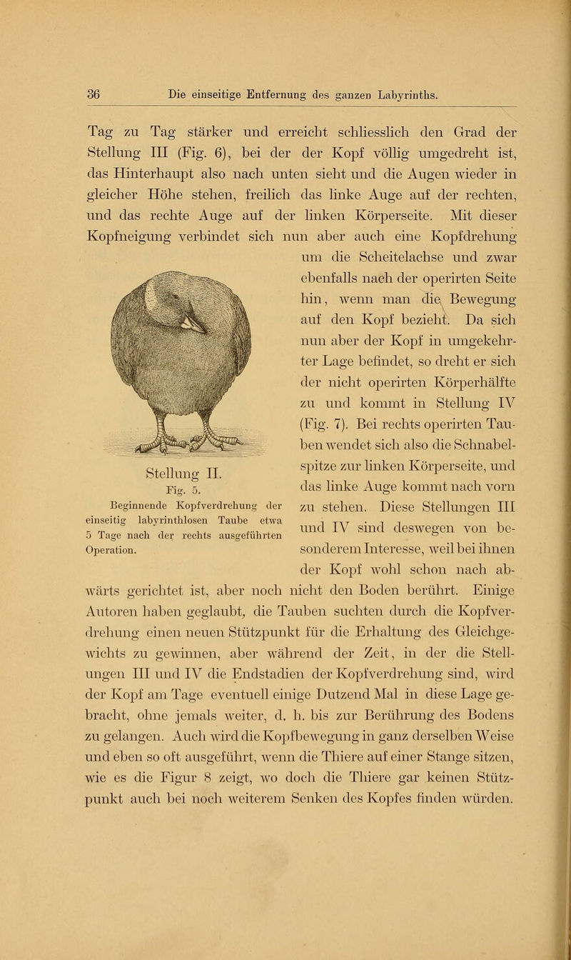 Tag zu Tag stärker und erreicht schliesslich den Grad der Stellung III (Fig. 6), bei der der Kopf völlig umgedreht ist, das Hinterhaupt also nach unten sieht und die Augen wieder in gleicher Höhe stehen, freilich das linke Auge auf der rechten, und das rechte Auge auf der linken Körperseite. Mit dieser Kopfneigung verbindet sich nun aber auch eine Kopfdrehung um die Scheitelachse und zwar ebenfalls nach der operirten Seite hin, wenn man die Bewegung auf den Kopf bezieht. Da sich nun aber der Kopf in umgekehr- ter Lage befindet, so dreht er sich der nicht operirten Körperhälfte zu und kommt in Stellung IV (Fig. 7). Bei rechts operirten Tau- ben wendet sich also die Schnabel- spitze zur linken Körperseite, und das linke Auge kommt nach vorn zu stehen. Diese Stellungen III und IV sind deswegen von be- sonderem Interesse, weil bei ihnen der Kopf wohl schon nach ab- wärts gerichtet ist, aber noch nicht den Boden berührt. Einige Autoren haben geglaubt, die Tauben suchten durch die Kopfver- drehimg einen neuen Stützpunkt für die Erhaltung des Gleichge- wichts zu gewinnen, aber während der Zeit, in der die Stell- ungen III und IV die Endstadien der Kopfverdrehung sind, wird der Kopf am Tage eventuell einige Dutzend Mal in diese Lage ge- bracht, ohne jemals weiter, cl. h. bis zur Berührung des Bodens zu gelangen. Auch wird die Kopibewegung in ganz derselben Weise und eben so oft ausgeführt, wenn die Thiere auf einer Stange sitzen, wie es die Figur 8 zeigt, wo doch die Tliiere gar keinen Stütz- punkt auch bei noch weiterem Senken des Kopfes finden würden. Stellung IL Fig. 5. Beginnende Kopfverdrehung der einseitig labyrinthlosen Taube etwa 5 Tage nach der rechts ausgeführten Operation.