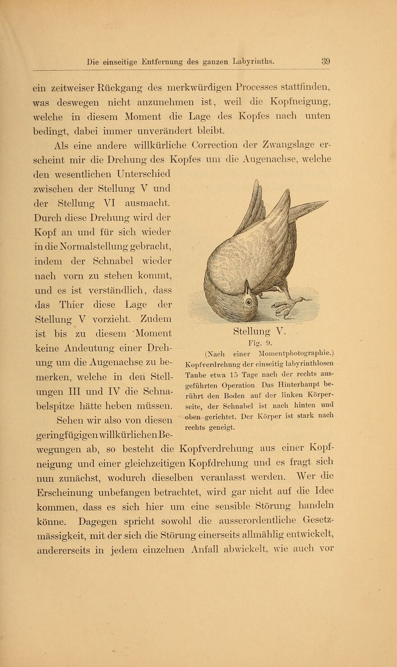 ein zeitweiser Rückgang des merkwürdigen Processes stattfinden, was deswegen nicht anzunehmen ist, weil die Kopfneigung, welche in diesem Moment che Lage des Kopfes nach unten bedingt, dabei immer unverändert bleibt. Als eine andere willkürliche Correction der Zwangslage er- scheint mir die Drehung des Kopfes um die Augenachse, welche den wesentlichen Unterschied zwischen der Stellung V und der Stellung VI ausmacht. Durch diese Drehung wird der Kopf an und für sich wieder in die Normalstellung gebracht, indem der Schnabel wieder nach vorn zu stehen kommt, und es ist verständlich, dass das Thier diese Lage der Stellung V vorzieht. Zudem ist bis zu diesem 'Moment keine Andeutung einer Dreh- ung um die Augenachse zu be- merken, welche in den Stell- ungen III und IV die Schna- belspitze hätte heben müssen. Sehen wir also von diesen Stellung V. Fig. 9. (Nach einer Monientphotographie.) Kopfverdrehung der einseitig labyrinthlosen Taube etwa 15 Tage nach der rechts aus- geführten Operation Das Hinterhaupt be- rührt den Boden auf der linken Körper- seite, der Schnabel ist nach hinten und oben gerichtet. Der Körper ist stark nach rechts geneigt. geringfügigen willkürlichen Be wegungen ab, so besteht die Kopfverdrehung aus einer Kopf- neigung und einer gleichzeitigen Kopfdrehung und es fragt sich nun zunächst, wodurch dieselben veranlasst werden. Wer die Erscheinung unbefangen betrachtet, wird gar nicht auf die Idee kommen, dass es sich hier um eine sensible Störung handeln könne. Dagegen spricht sowohl die ausserordentliche Gesetz- mässigkeit, mit der sich die Störung einerseits allmählig entwickelt, andererseits in jedem einzelnen Anfall abwickelt, wie auch vor