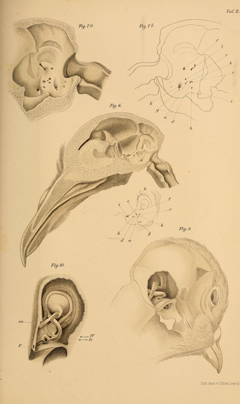 Fig.7^. / Fig. 6. 3, a, Fig. S. Fig. 10. Iith.Anst.-v; C.Erst.Leipzig-