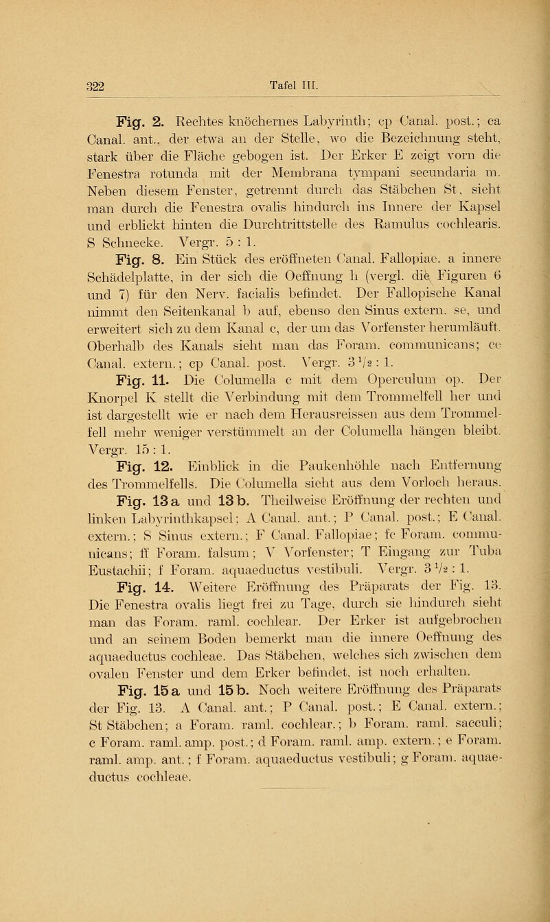 Fig. 2. Rechtes knöchernes Labyrinth; cp Canal. post.; ca Canal. ant., der etwa an der Stelle, wo die Bezeichnung steht, stark über die Fläche gebogen ist. Der Erker E zeigt vorn die Fenestra rotunda mit der Membrana tympani secundaria m. Neben diesem Fenster, getrennt durch das Stäbchen St, sieht man durch die Fenestra ovalis hindurch ins Innere der Kapsel und erblickt hinten die Durchtrittstelle des Ramulus cochlearis. S Schnecke. Vergr. 5:1. Fig. 8. Ein Stück des eröffneten Canal. Fallopiae. a innere Schädelplatte, in der sich die Oeffnung h (vergl. die Figuren 6 und 7) für den Nerv, facialis befindet. Der Fallopische Kanal nimmt den Seitenkanal b auf, ebenso den Sinus extern, se, und erweitert sich zu dem Kanal c, der um das Vorfenster herumläuft. Oberhalb des Kanals sieht man das Foram. communicahs; ce Canal. extern.; cp Canal. post. Vergr. 3 lh : 1. Fig. 11. Die Columella c mit dem Operculum op. Der Knorpel K stellt die Verbindung mit dem Trommelfell her und ist dargestellt wie er nach dem Herausreissen aus dem Trommel- feil mehr weniger verstümmelt an der Columella hängen bleibt. Vergr. 15 : 1. Fig. 12. Einblick in die Paukenhöhle nach Entfernung des Trommelfells. Die Columella sieht aus dem Vorloch heraus. Fig. 13 a und 13 b. Theilweise Eröffnung der rechten und linken Labyrinthkapsel; A Canal. ant,; P Canal. post,; E Canal. extern.; S Sinus extern.; F Canal. Fallopiae; fc Foram. commu- nicans; ff Foram. falsum; V Vorfenster; T Eingang zur Tuba Eustachii; f Foram. aquaeductus vestibuli. Vergr. oVarl. Fig. 14. Weitere Eröffnung des Präparats der Fig. 13. Die Fenestra ovalis liegt frei zu Tage, durch sie hindurch sieht man das Foram. raml. cochlear. Der Erker ist aufgebrochen und an seinem Boden bemerkt man die innere Oeffnung des aquaeductus Cochleae. Das Stäbchen, welches sich zwischen dem ovalen Fenster und dem Erker befindet, ist noch erhalten. Fig. 15 a und 15 b. Noch weitere Eröffnung des Präparats der Fig. 13. A Canal. ant.; P Canal. post.; E Canal. extern.; St Stäbchen; a Foram. raml. cochlear.; b Foram. raml. sacculi; c Foram. raml. amp. post.; d Foram. raml. amp. extern.; e Foram. raml. amp. ant,; f Foram. aquaeductus vestibuli; g Foram. aquae- ductus Cochleae.