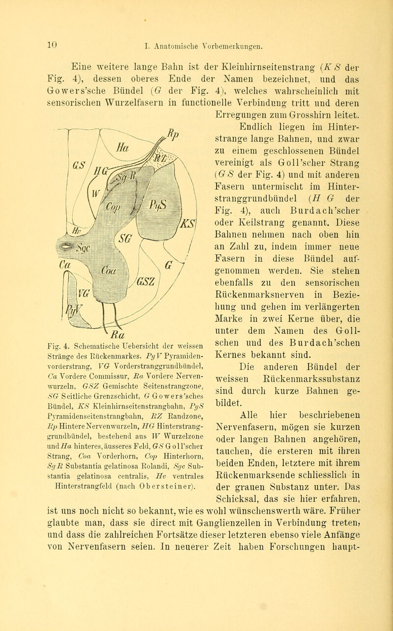 Eine weitere lange Bahn ist der Kleiüliirnseiteustrang (K S der Fig. 4), dessen oberes Ende der Namen bezeichnet, und das Growers'sche Bündel {G der Fig. 4), welches wahrscheinlich mit sensorischen Wurzelfasern in functionelle Verbindung tritt und deren Erregungen zum Grosshirn leitet. Endlich liegen im Hinter- strange lange Bahnen, und zwar zu einem geschlossenen Bündel vereinigt als Goll'scher Strang {GS der Fig. 4) und mit anderen Fasern untermischt im Hinter- stranggrundbündel {H G der Fig. 4), auch Burdach'scher oder Keilstrang genannt. Diese Bahnen nehmen nach oben hin an Zahl zu, indem immer neue Fasern in diese Bündel auf- genommen werden. Sie stehen ebenfalls zu den sensorischen Rückenmarksnerven in Bezie- hung und gehen im verlängerten Marke in zwei Kerne über, die unter dem Namen des Goll- schen und des Bur dach'sehen Kernes bekannt sind. Die anderen Bündel der weissen Rückenmarkssubstanz sind durch kurze Bahnen ge- bildet. Alle hier beschriebenen Nervenfasern, mögen sie kurzen oder langen Bahnen angehören, tauchen, die ersteren mit ihren beiden Enden, letztere mit ihrem Rückenraarksende schliesslich in der grauen Substanz unter. Das Schicksal, das sie hier erfahren, ist uns noch nicht so bekannt, wie es wohl wünschenswerth wäre. Früher glaubte man, dass sie direct mit Ganglienzellen in Verbindung treten? und dass die zahlreichen Fortsätze dieser letzteren ebenso viele Anfänge von Nervenfasern seien. In neuerer Zeit haben E'orschungen haupt- Fig. 4. Schematisclie Uebersicht der weissen Stränge des Rückenmarkes. P?/FPyramiden- vorderstrang, VG Vorderstranggrundbünde], Ca Vordere Commissur, Ba Vordere Nerven- wurzeln, GSZ Gemischte Seitenstrangzone, >SG Seitliche Grenzschicht, G Gowers'sches Bündel, KS Kleinhirnseitenstrangbahn, PyS P^Tamidenseitenstrangbahn, RZ Eandzone, i?jj Hintere Nervenwurzeln, HG Hinterstiang- grundbünde], bestehend aus W VVurzelzone nnäHa hinteres,äusseres Feld, GS Goll'scher Strang, Coa Vorderhorn, Cop Hinterhorn, SgR Substantia gelatinosa Rolandi, Sgc Sub- stantia gelatinosa centralis, Hv ventrales Hinterstrangfeld (nach Obersteiner).